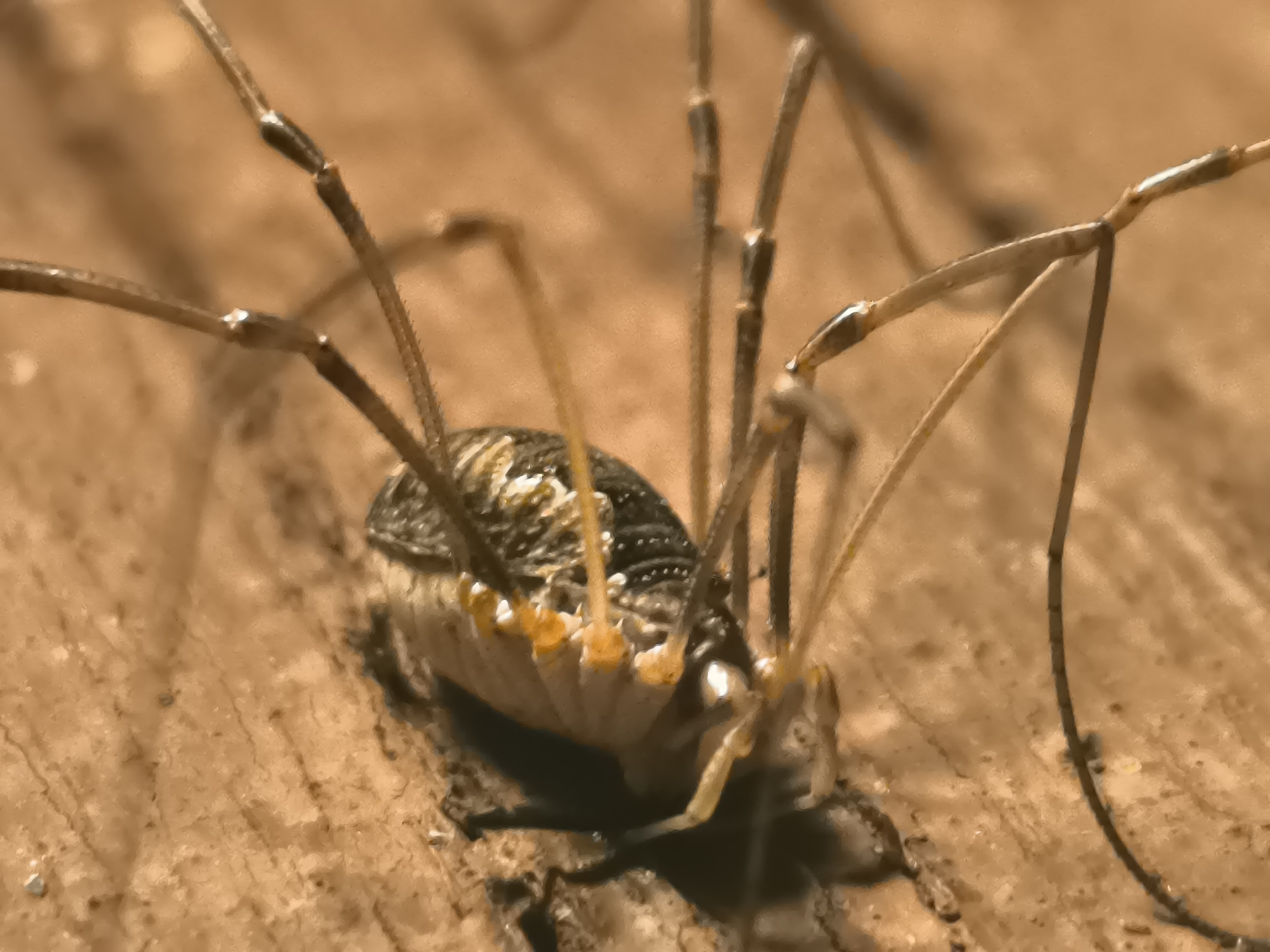 Macro shots of harvestmen and moths on weathered wood in Кашино