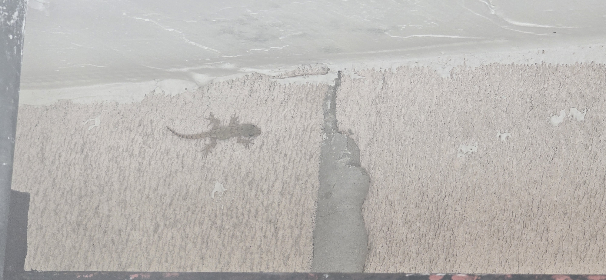 Gecko spotted, person sits on court in Burgas