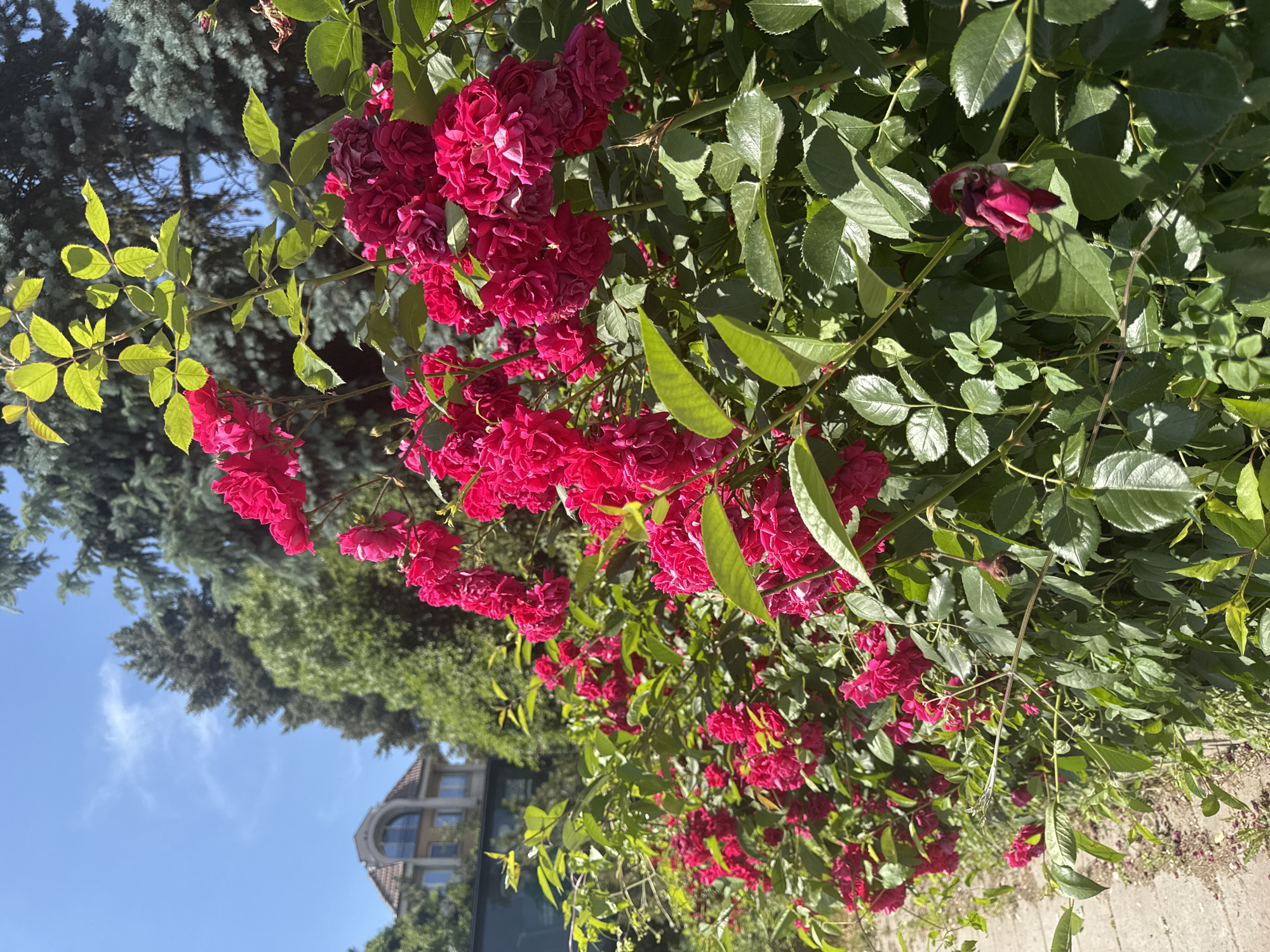 Sofia resident captures brief neighborhood walk amid roses, apartments
