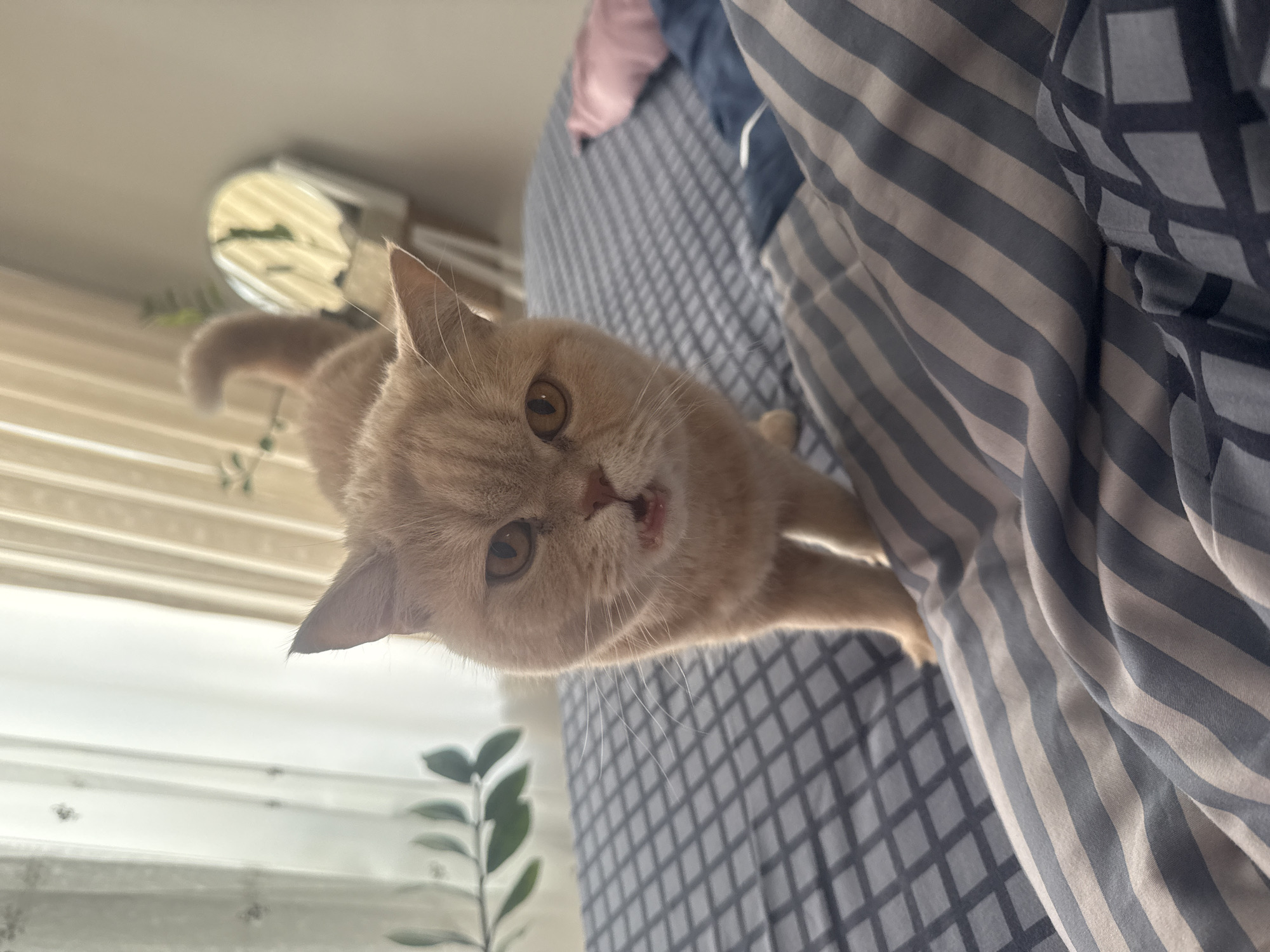 Morning domestic scenes feature orange cat and bedroom selfie