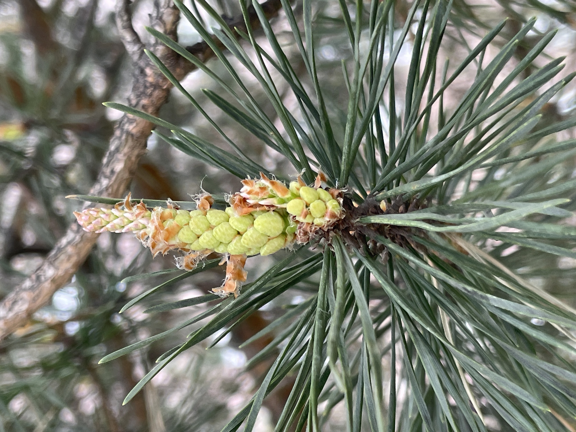 Morning spring observations documented across Saint Petersburg neighborhoods