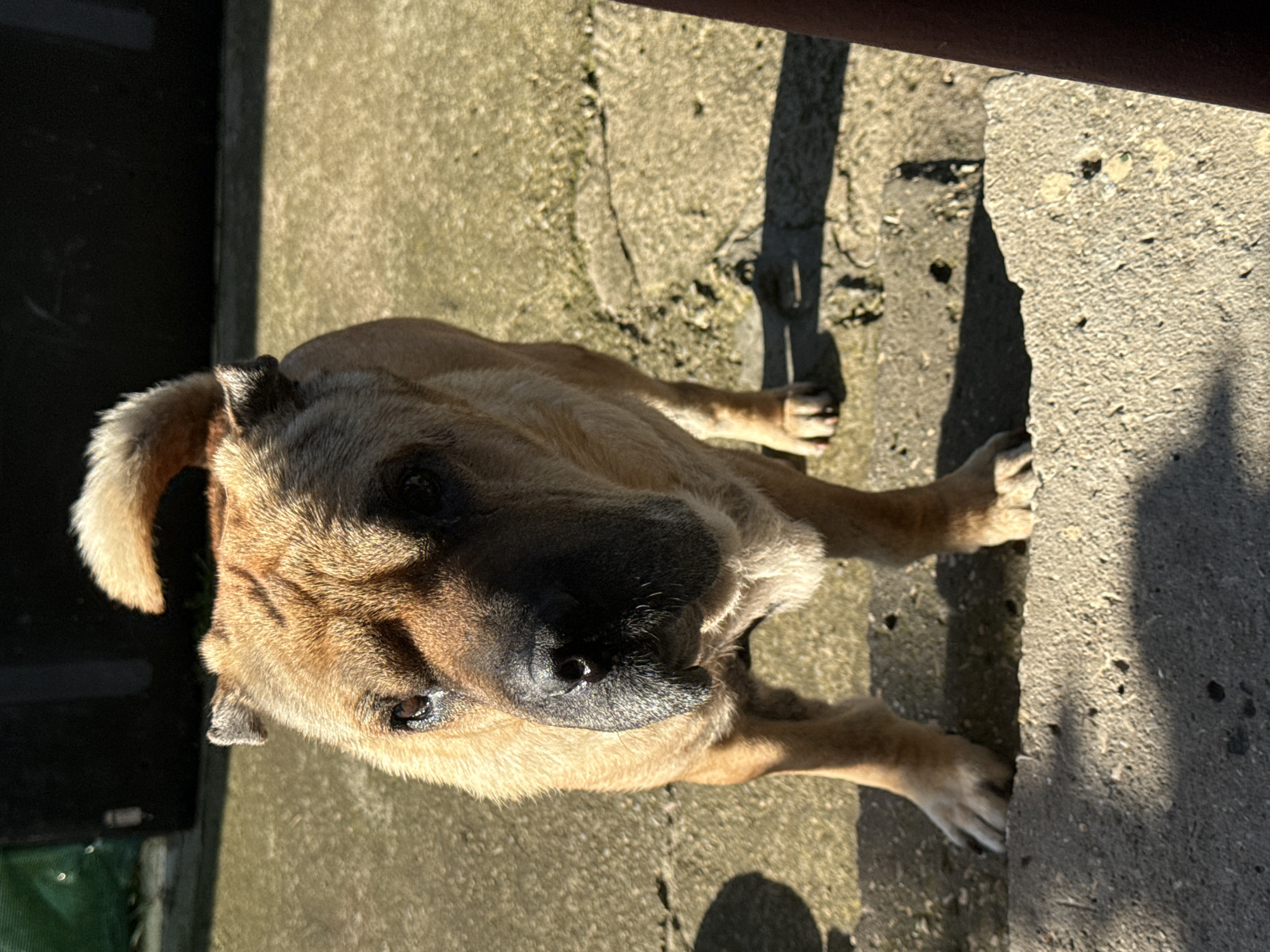 Early morning moments with dogs, moon, coffee in Zornitsa