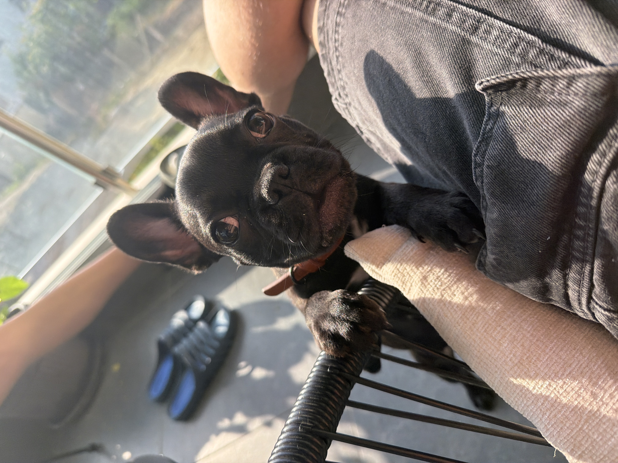 Morning scenes captured in Varna residential area with puppy