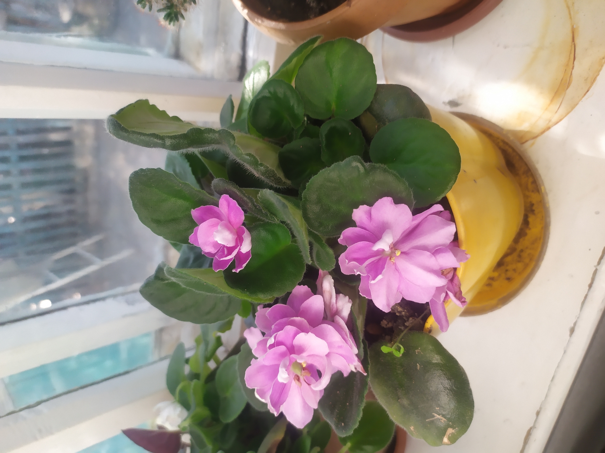 Home and garden life in Kara-Balta, inside and out