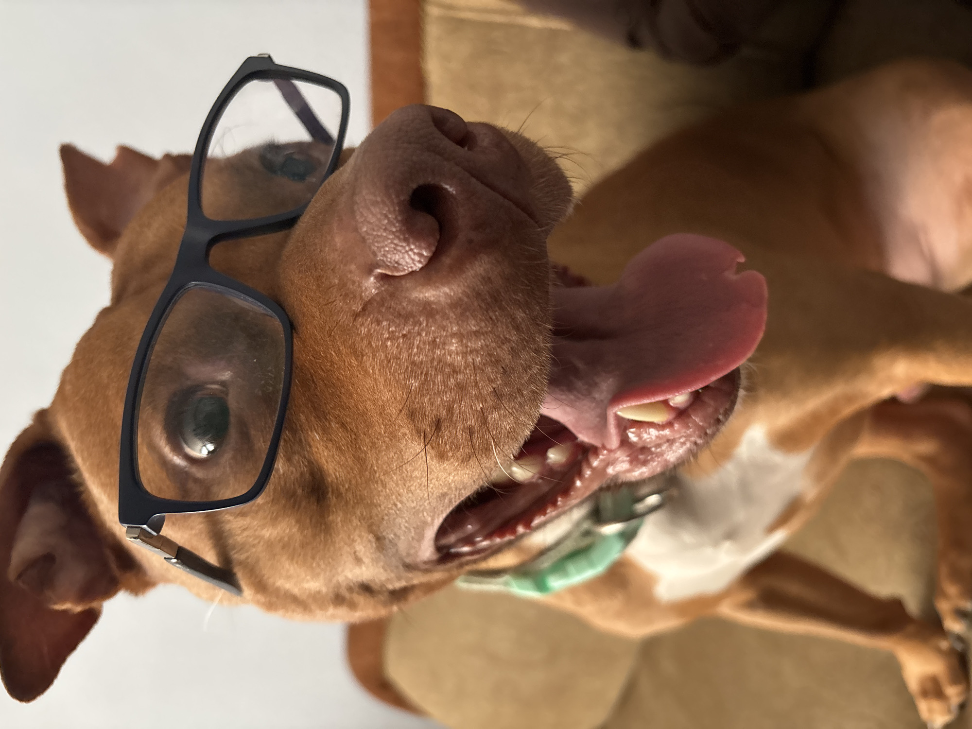 Dog wearing glasses photographed on furniture in Sofia