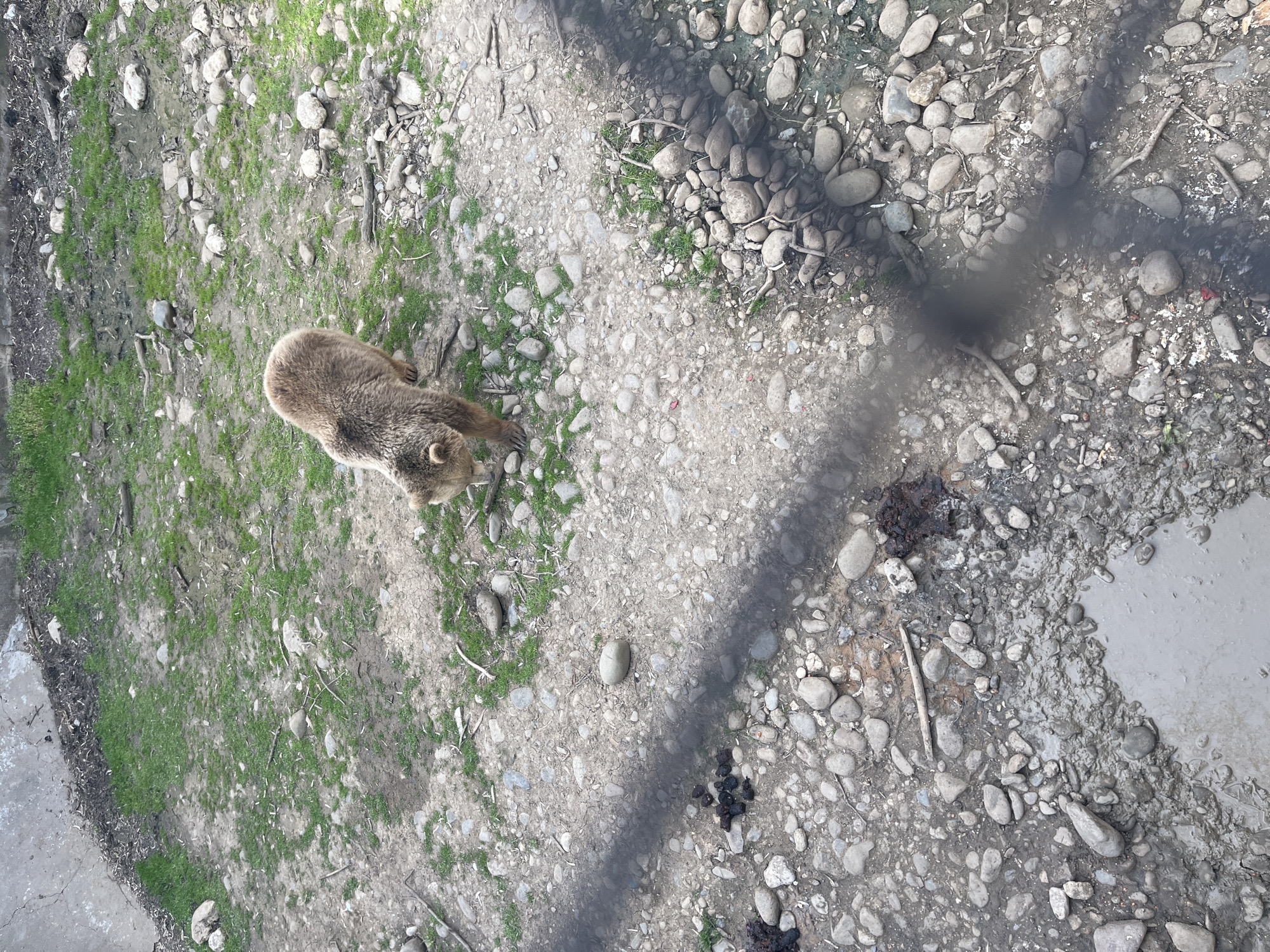 Wildlife observed at zoo facility in Lovech, Bulgaria