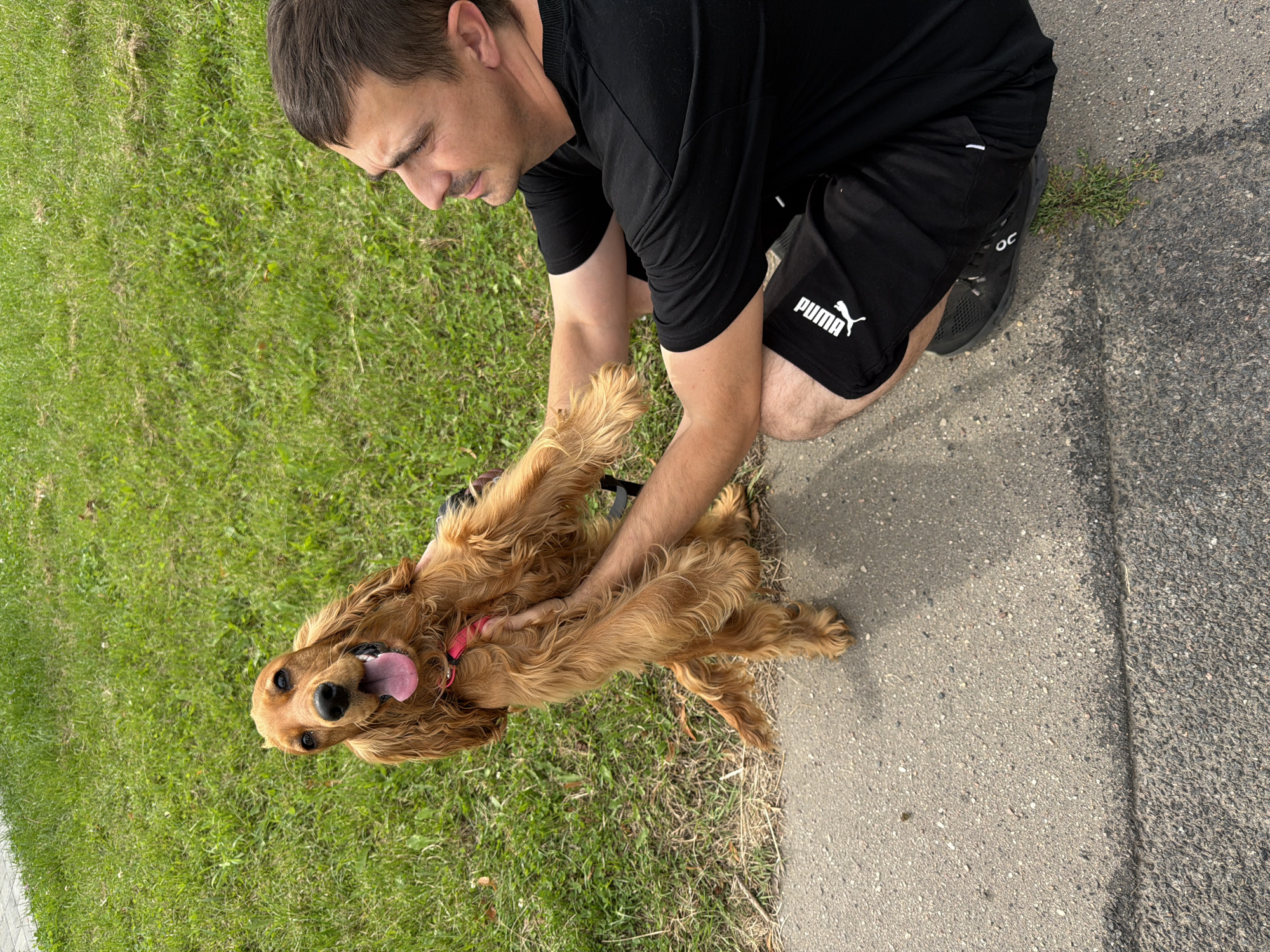 Cocker Spaniel hangs out in a Minsk park on a summer morning
