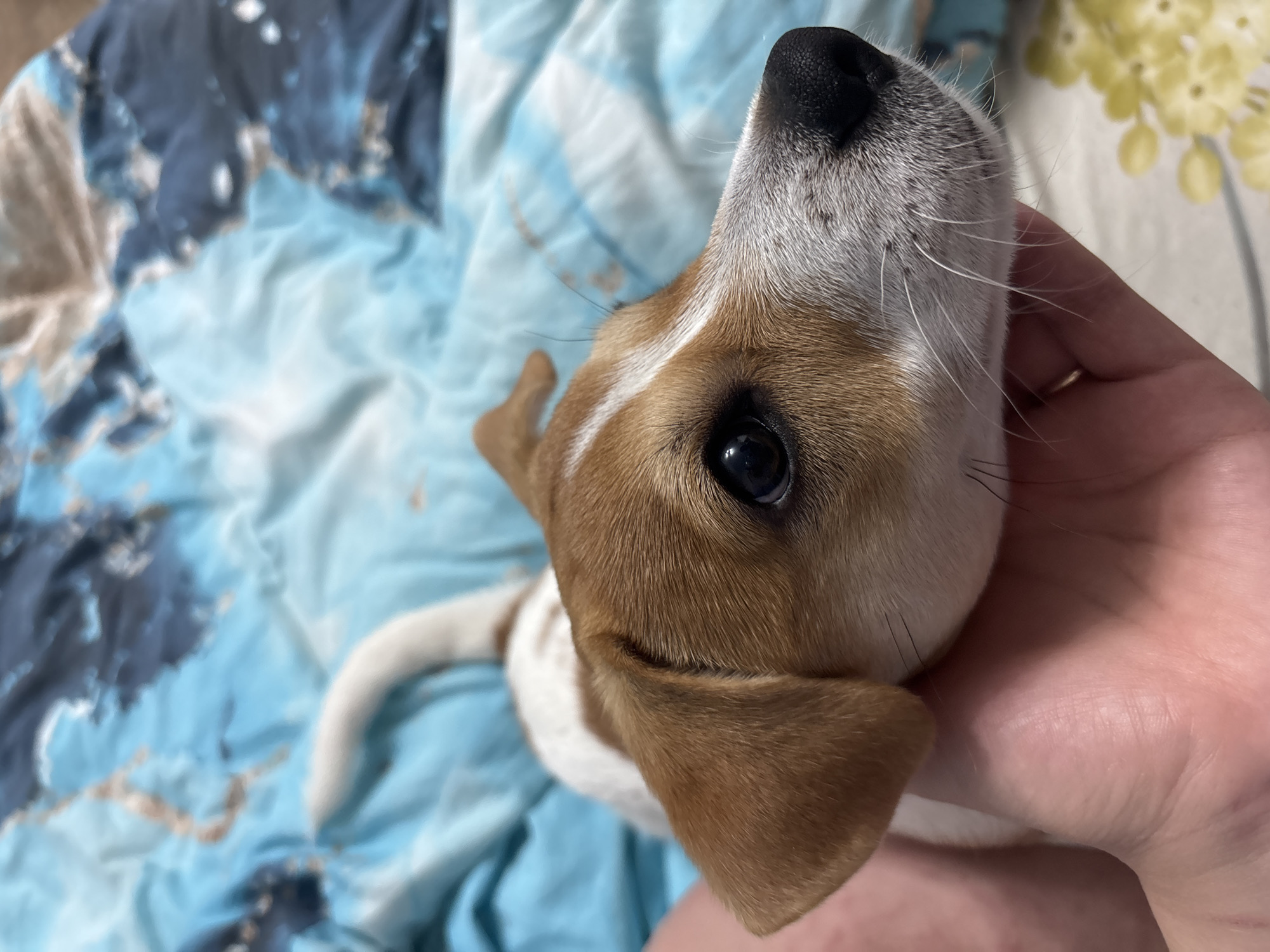 Jack Russell puppy photographed with owner in Chelyabinsk