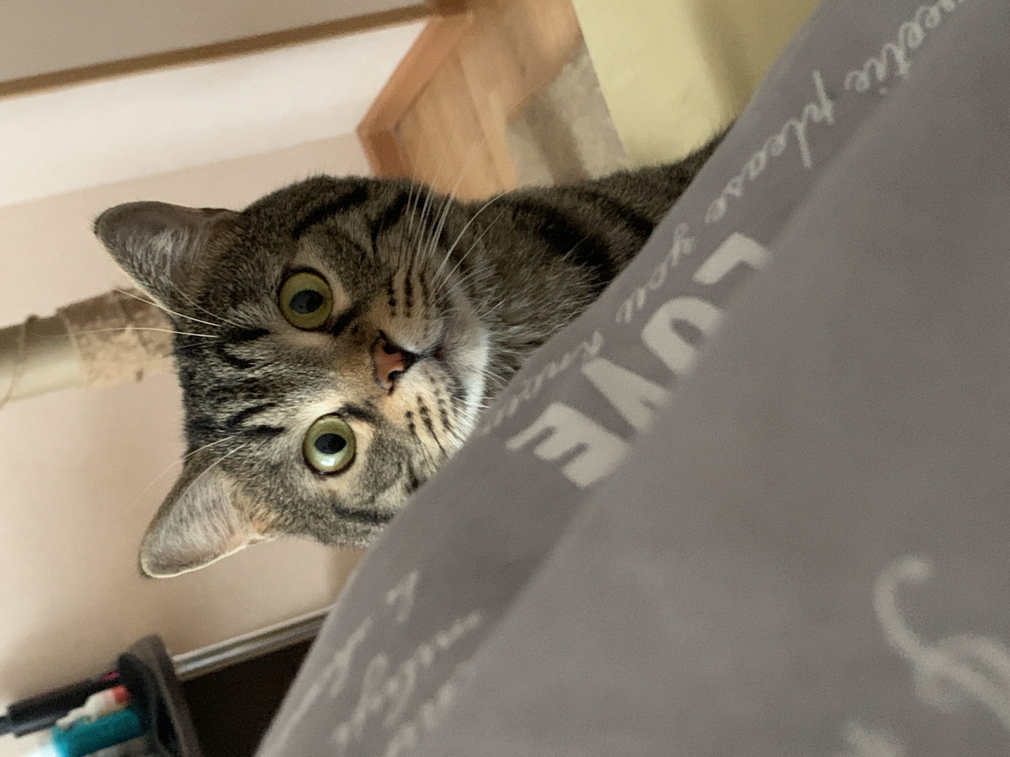 Tabby cat photographed multiple times during early morning in Stavropol