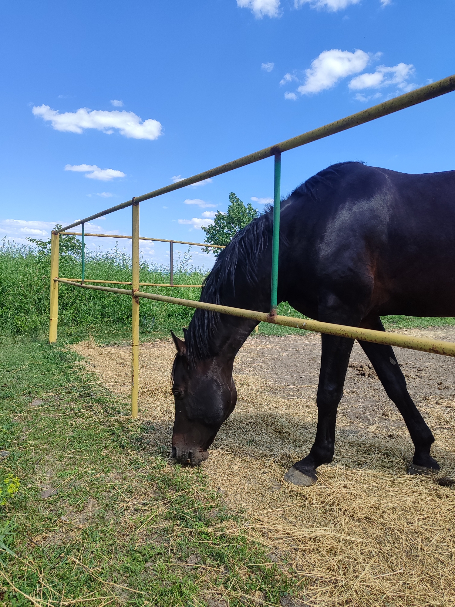 Horses grazing in a yellow-fenced pen in Bălți, Moldova