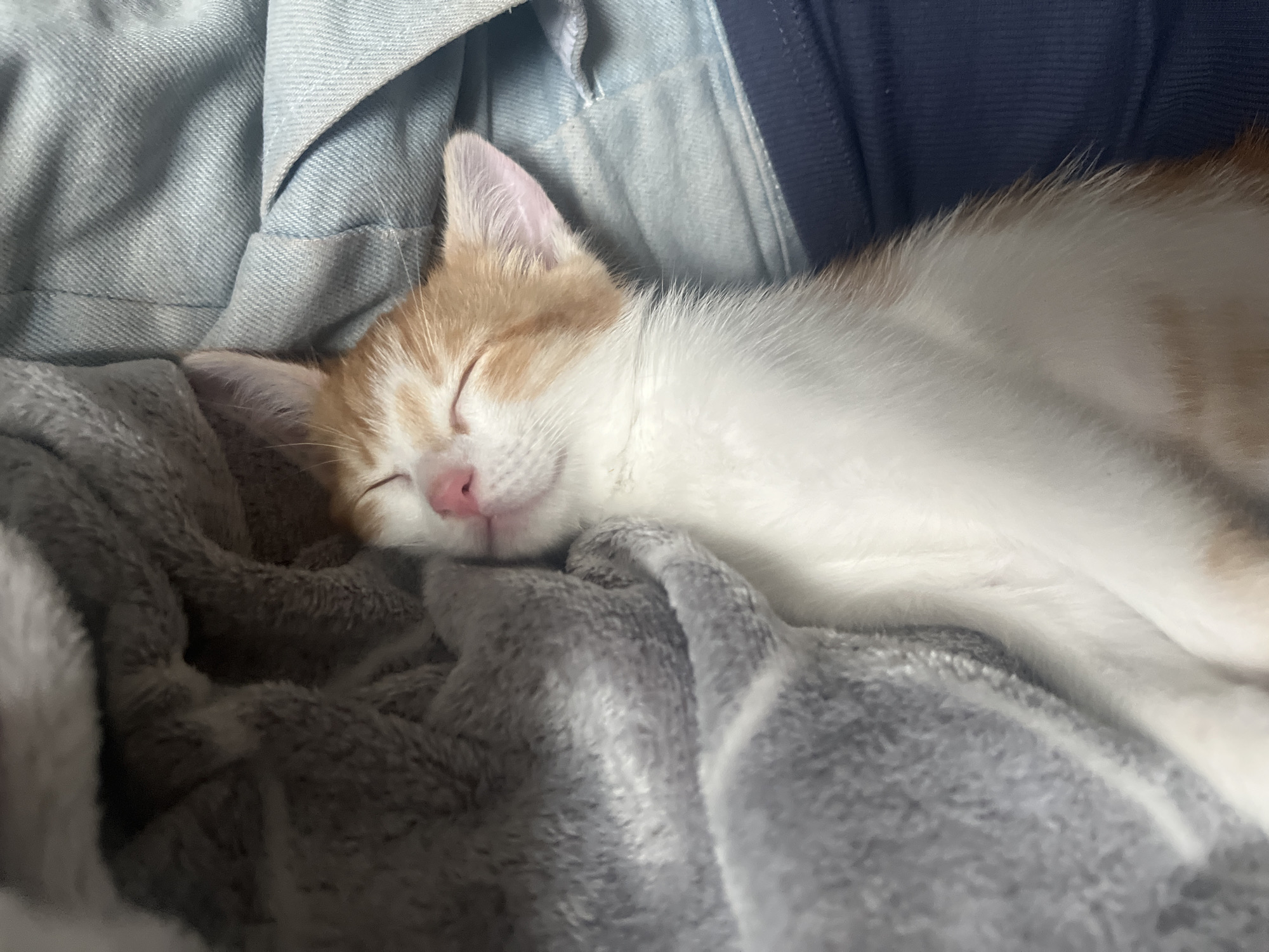Orange and white kitten napping on soft blankets in Belarus