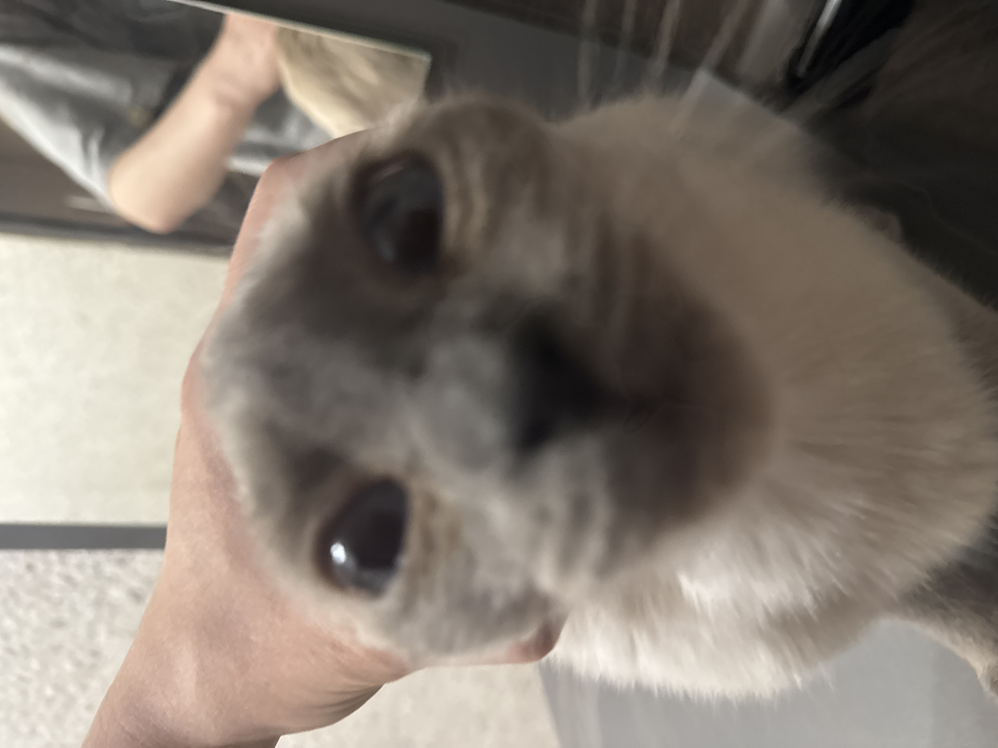 Siamese cat at home in Slonim, Belarus