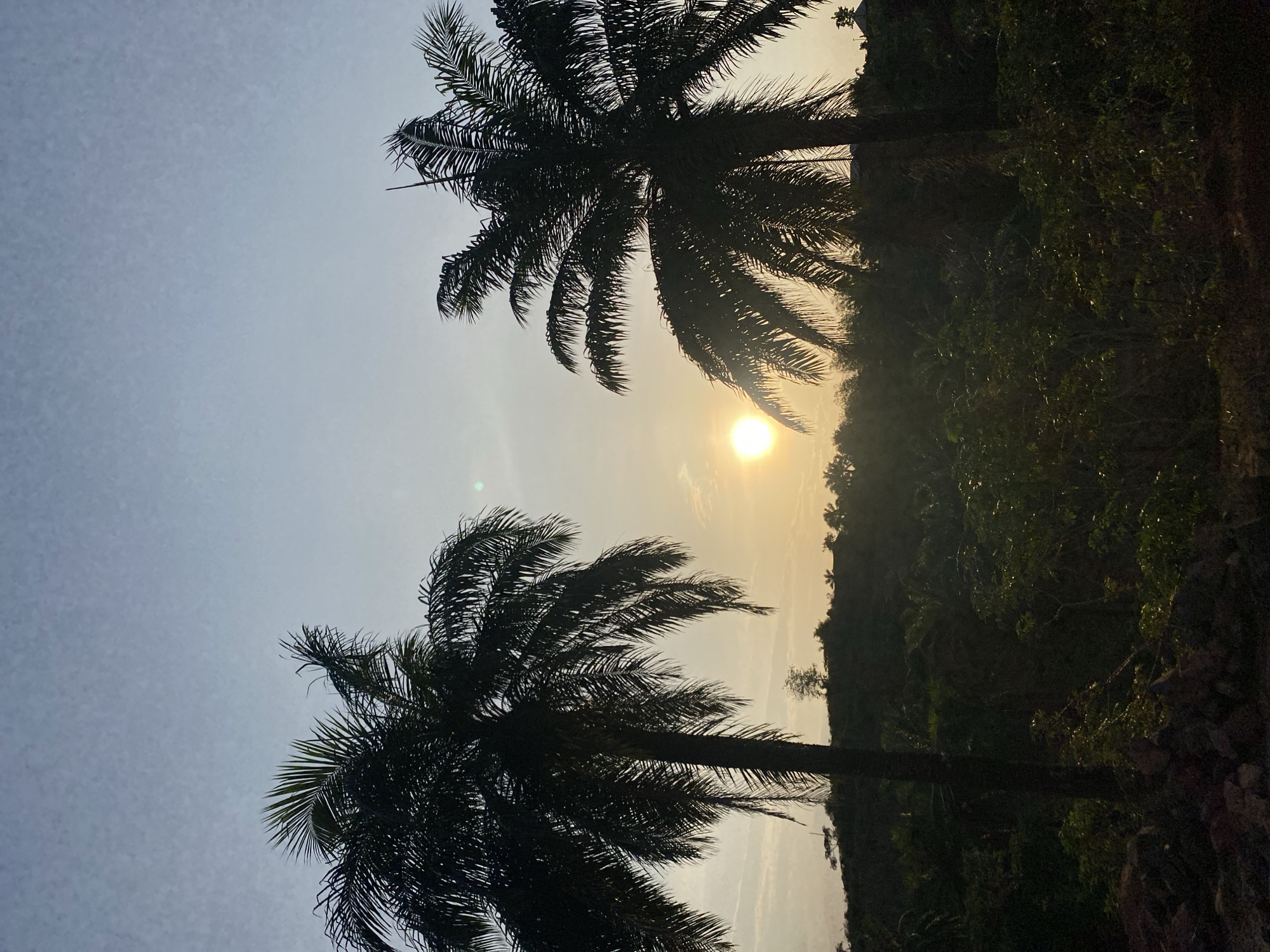 Dawn scenes captured in Achara: palm trees, cashew blossoms