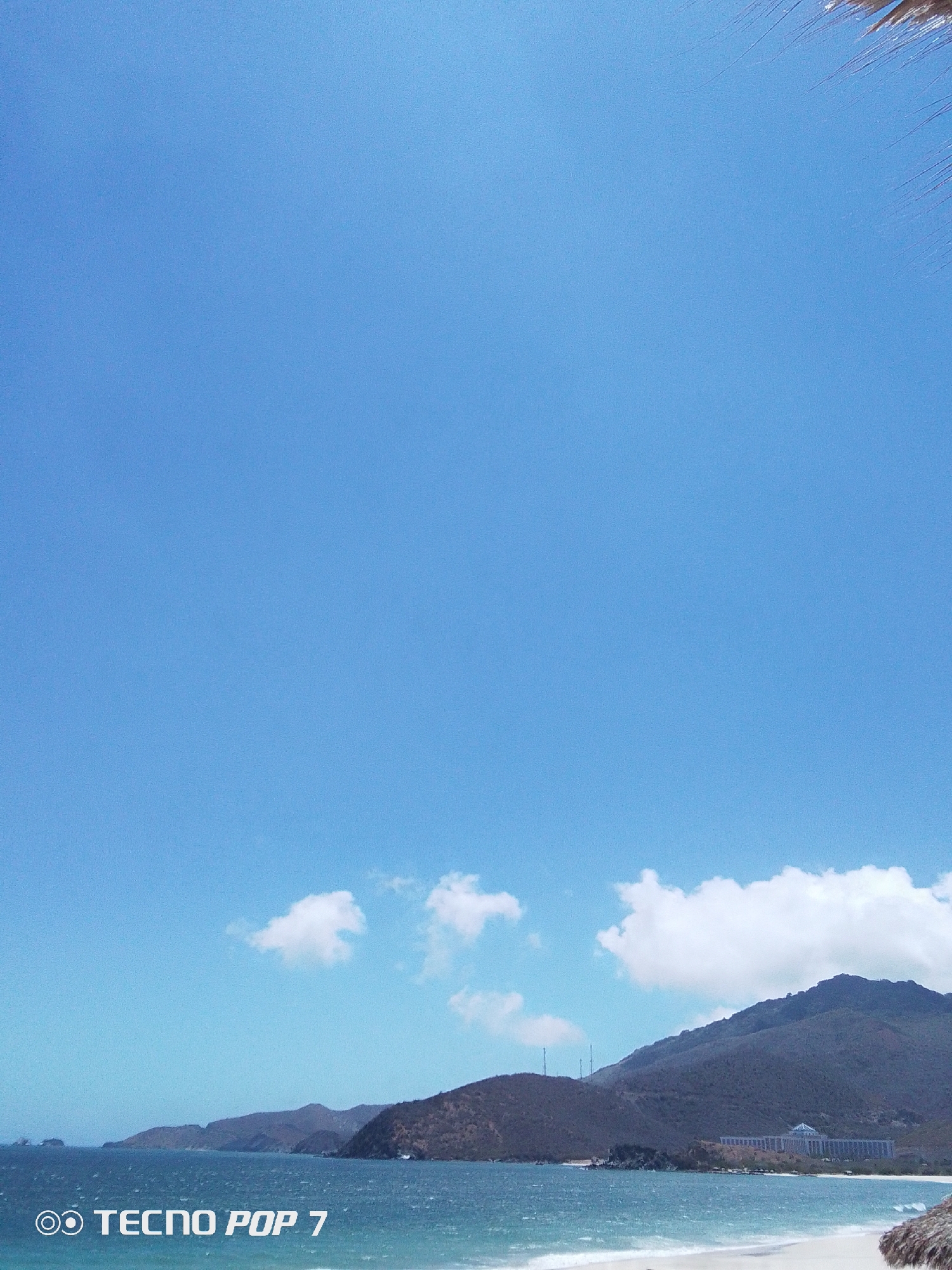 Clear skies and palm trees captured in Pedro González