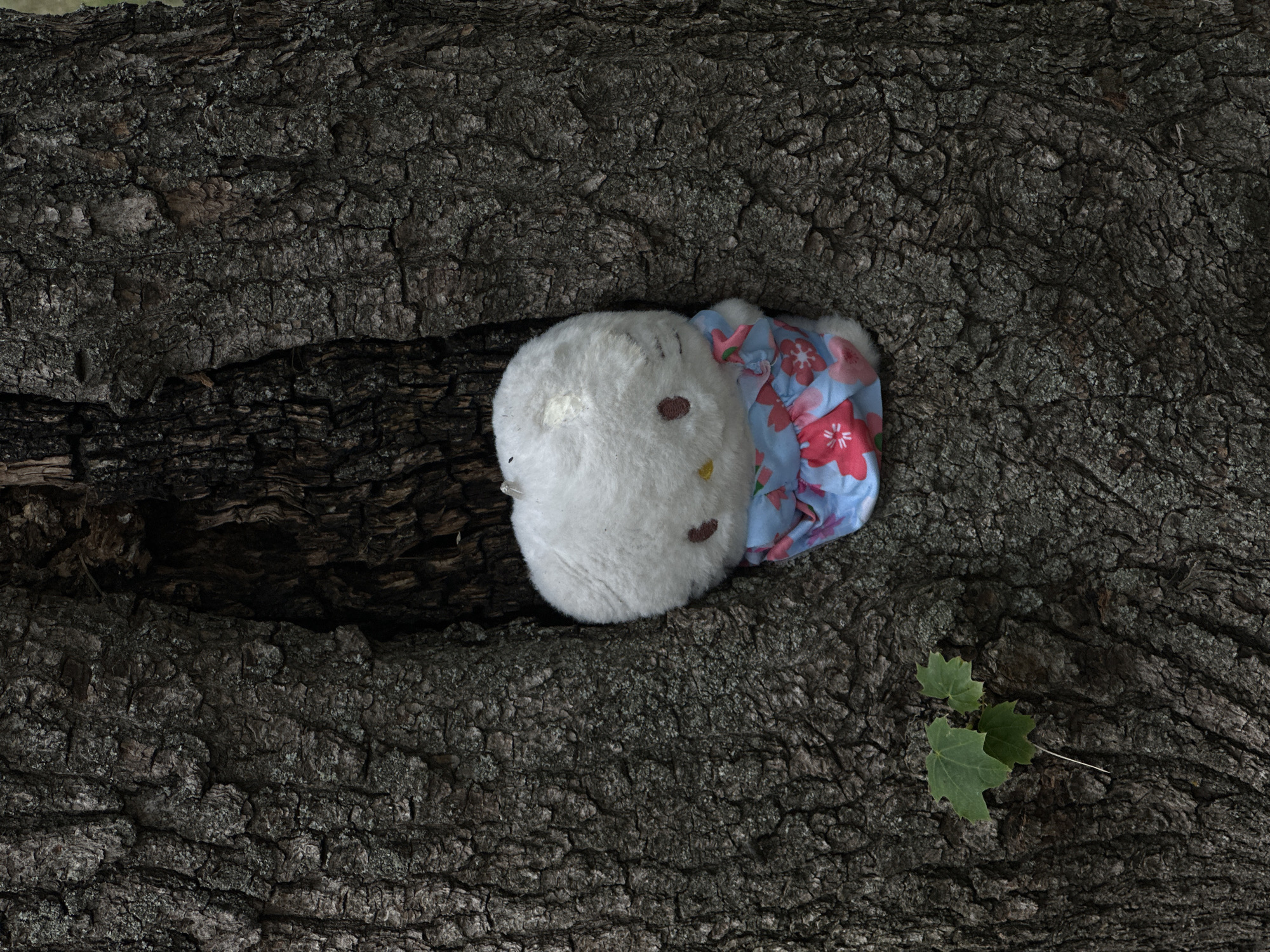 Summer scenes documented: flowers, insects, produce, everyday moments