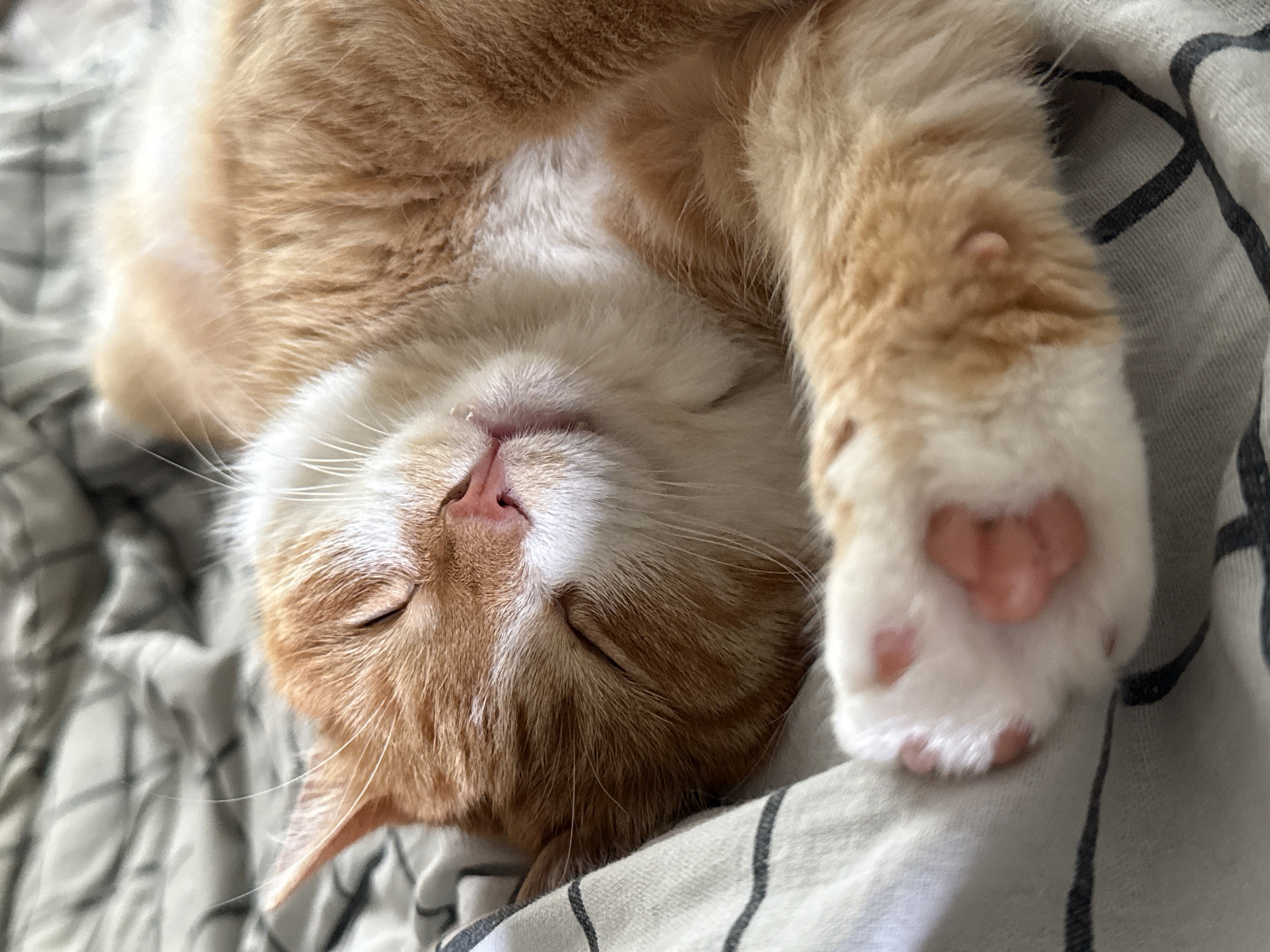 Lazy summer morning with a napping cat and home décor