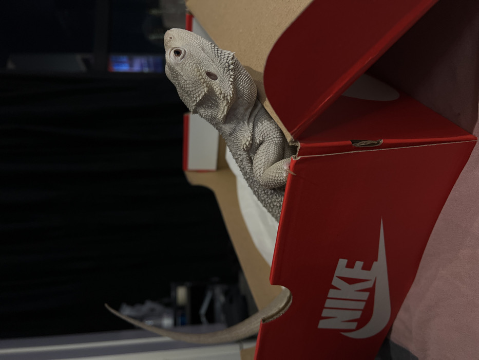 Bearded dragon found in Nike shoe box in Khimki