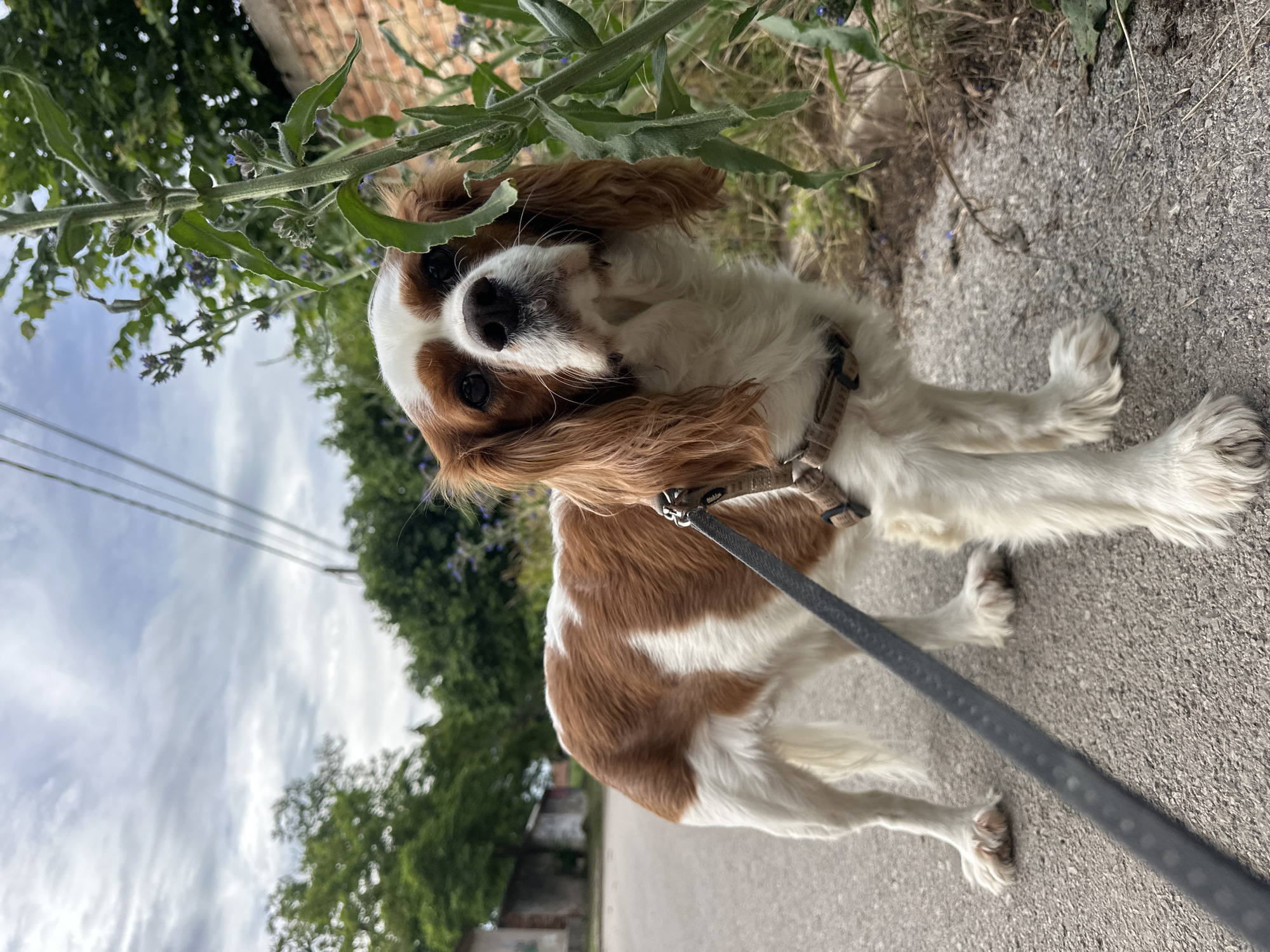 Cavalier King Charles Spaniel on a quiet Bulgarian village road
