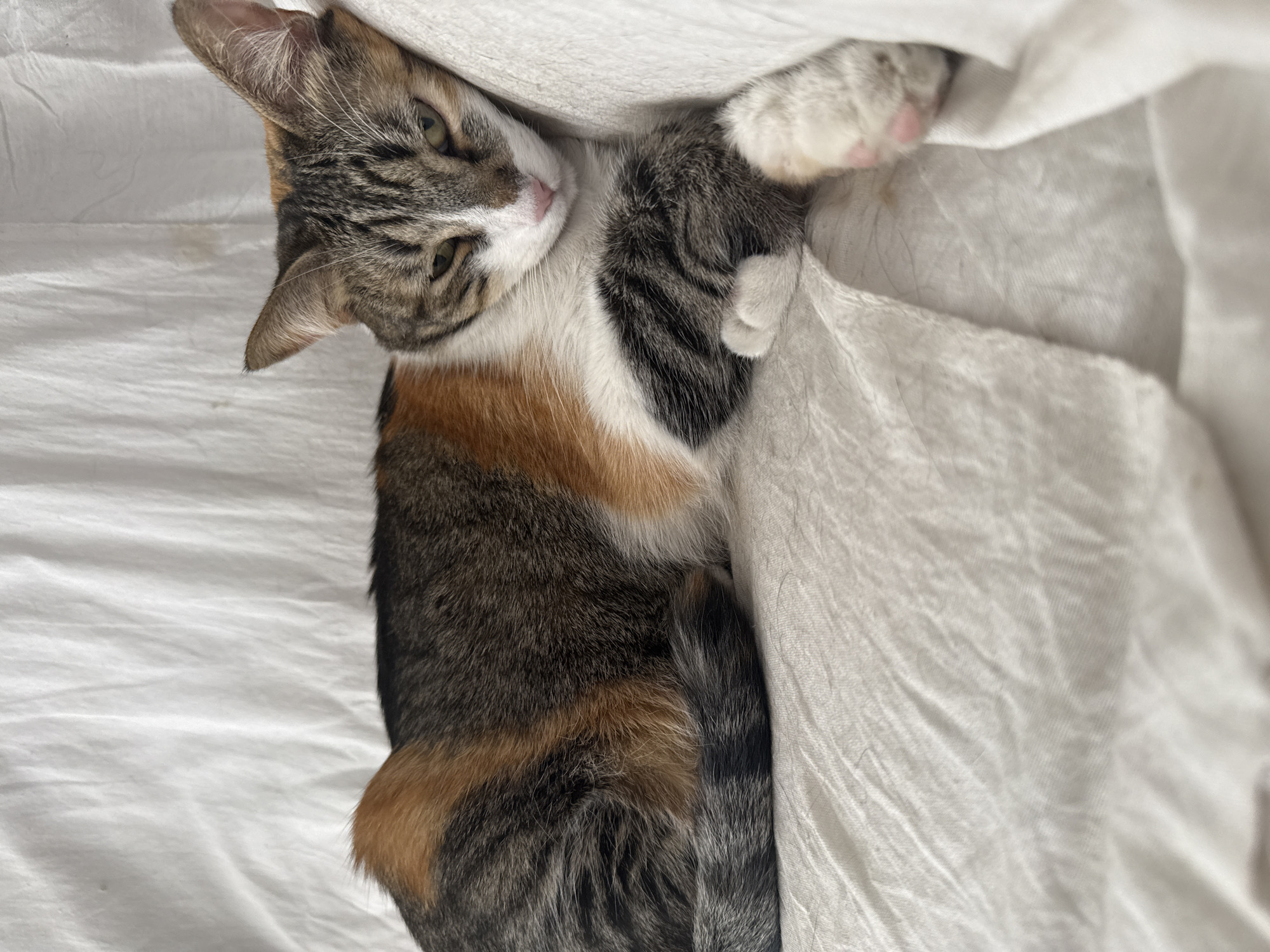Three cats rest peacefully on bedding in Puebla home