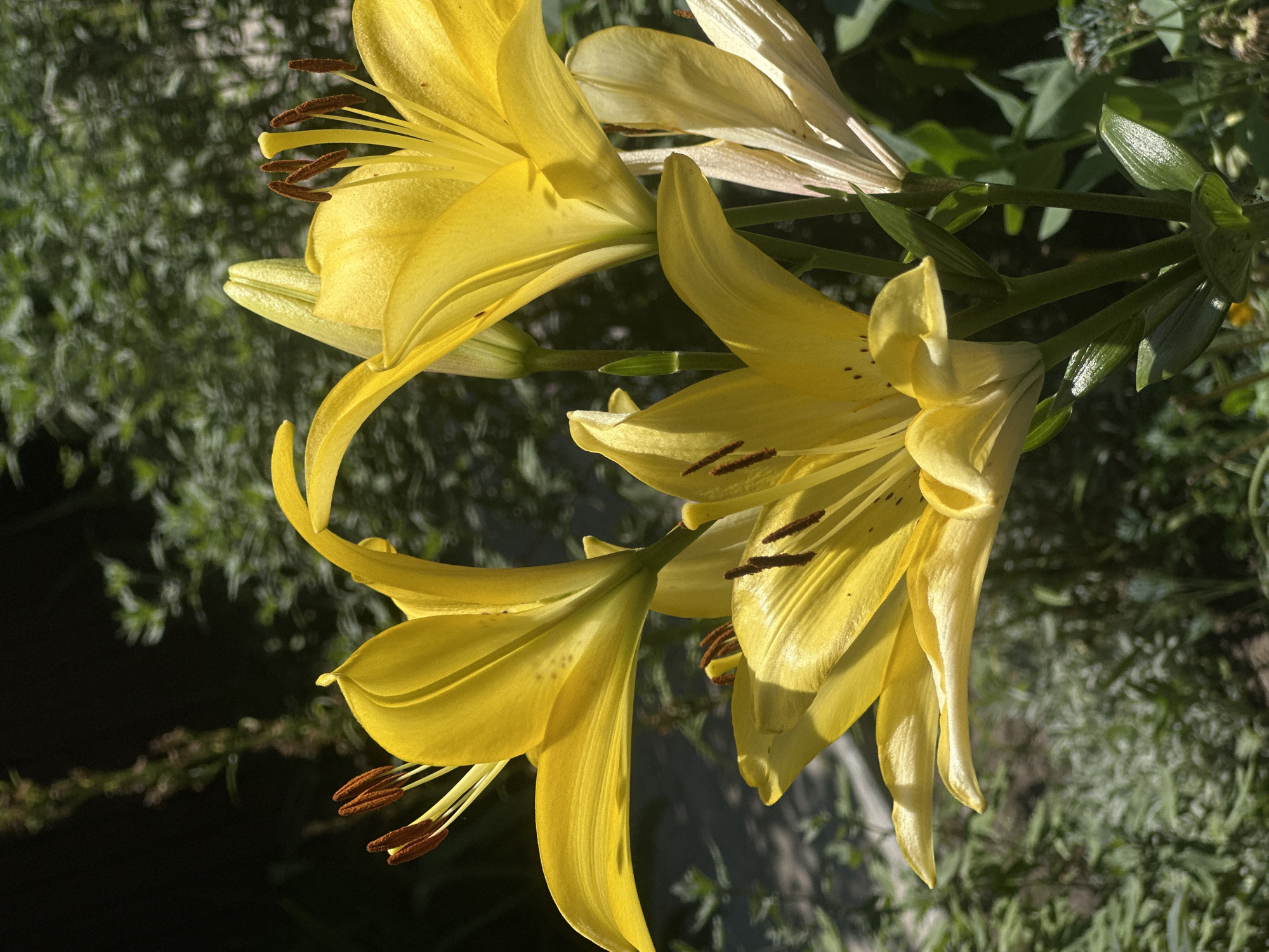 Yellow and orange lilies in full bloom, Lobacheve garden