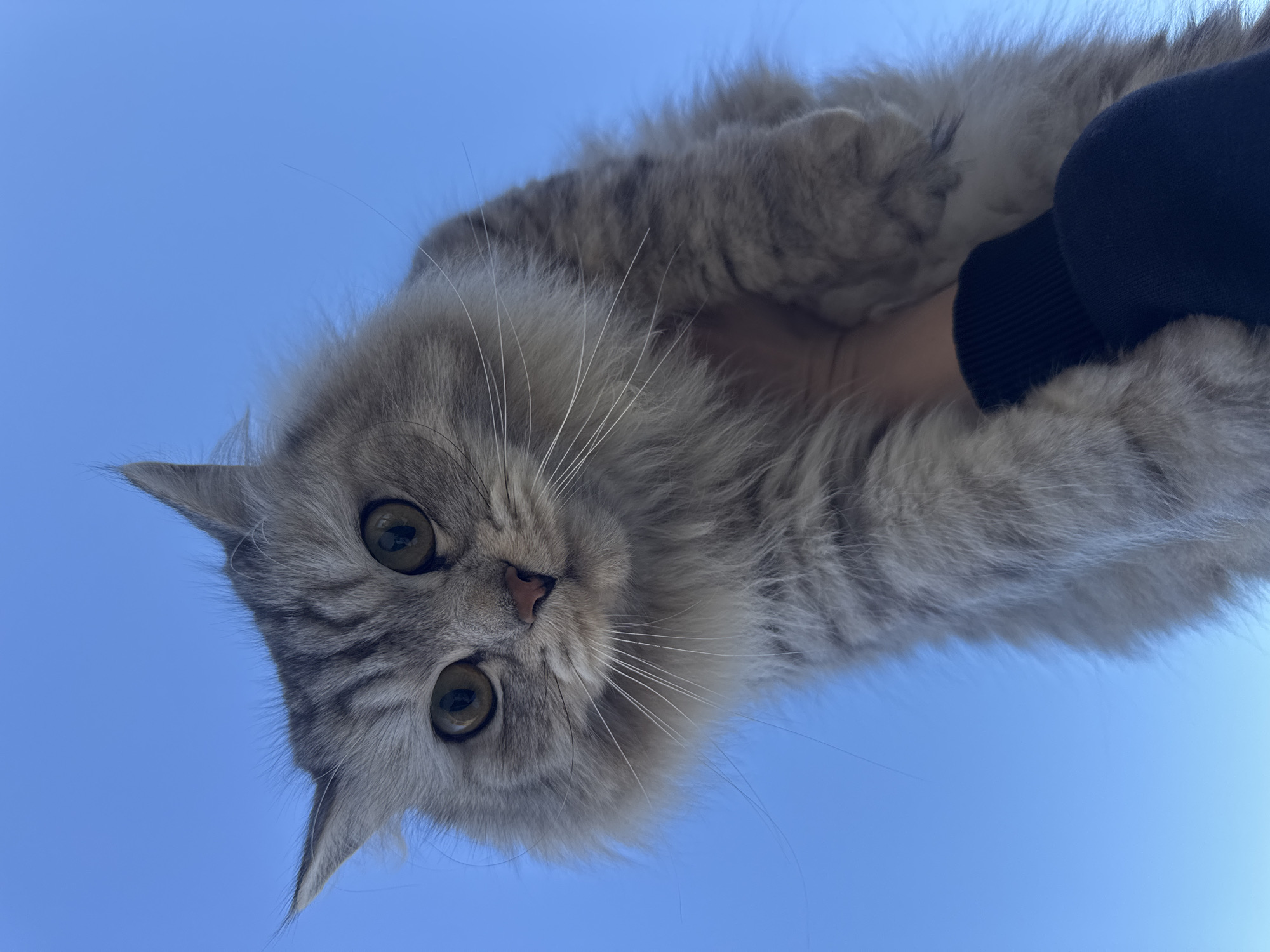 Person poses with gray tabby cat in Ferma, Russia