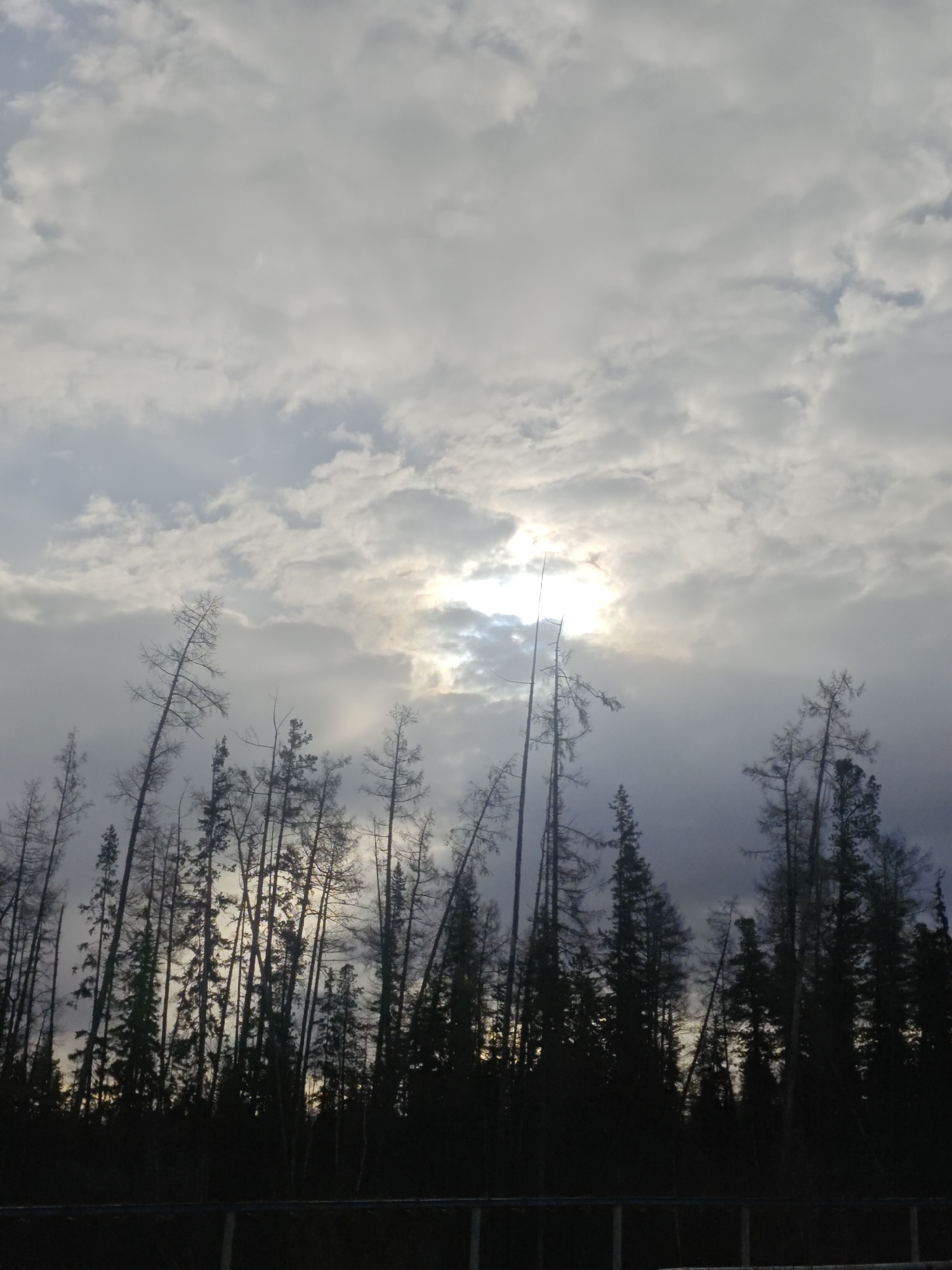 Muddy terrain with tire tracks observed in Russian forest