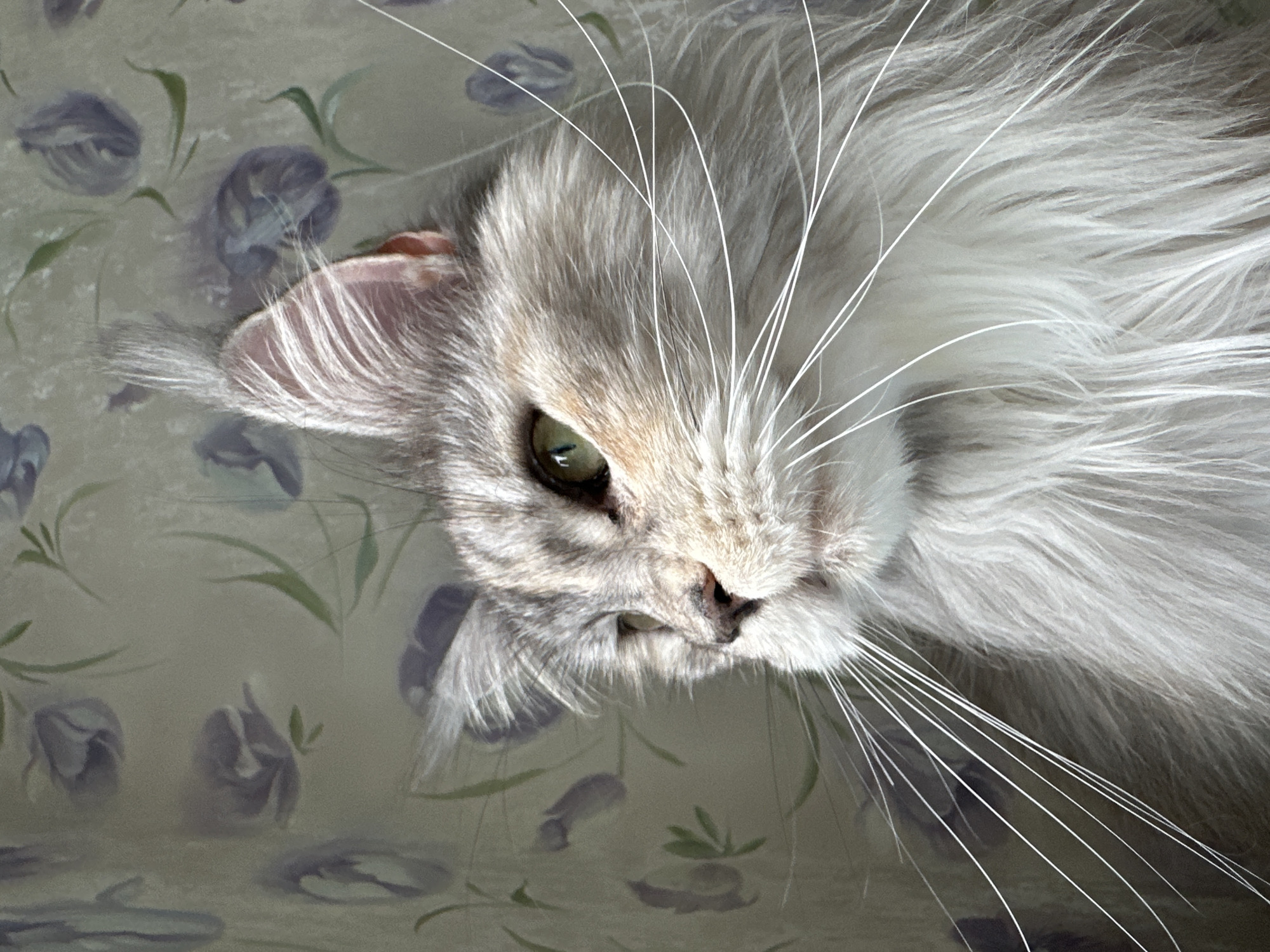 Maine Coon and houseplants at home in Kaliningrad