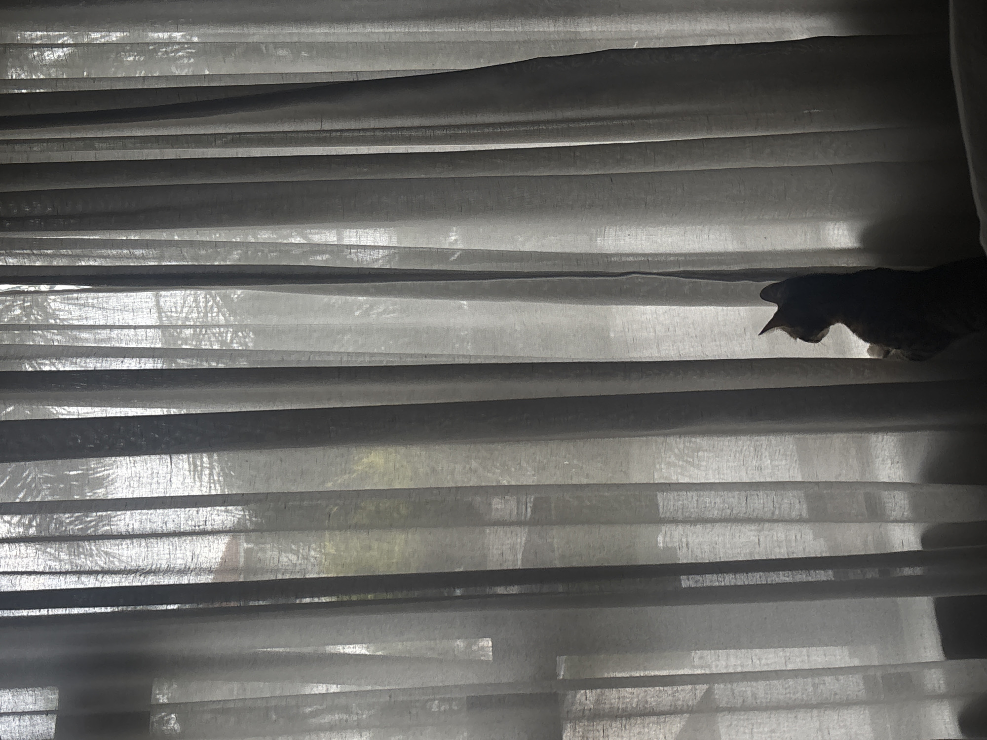 Cat observed at window in Durban residential area