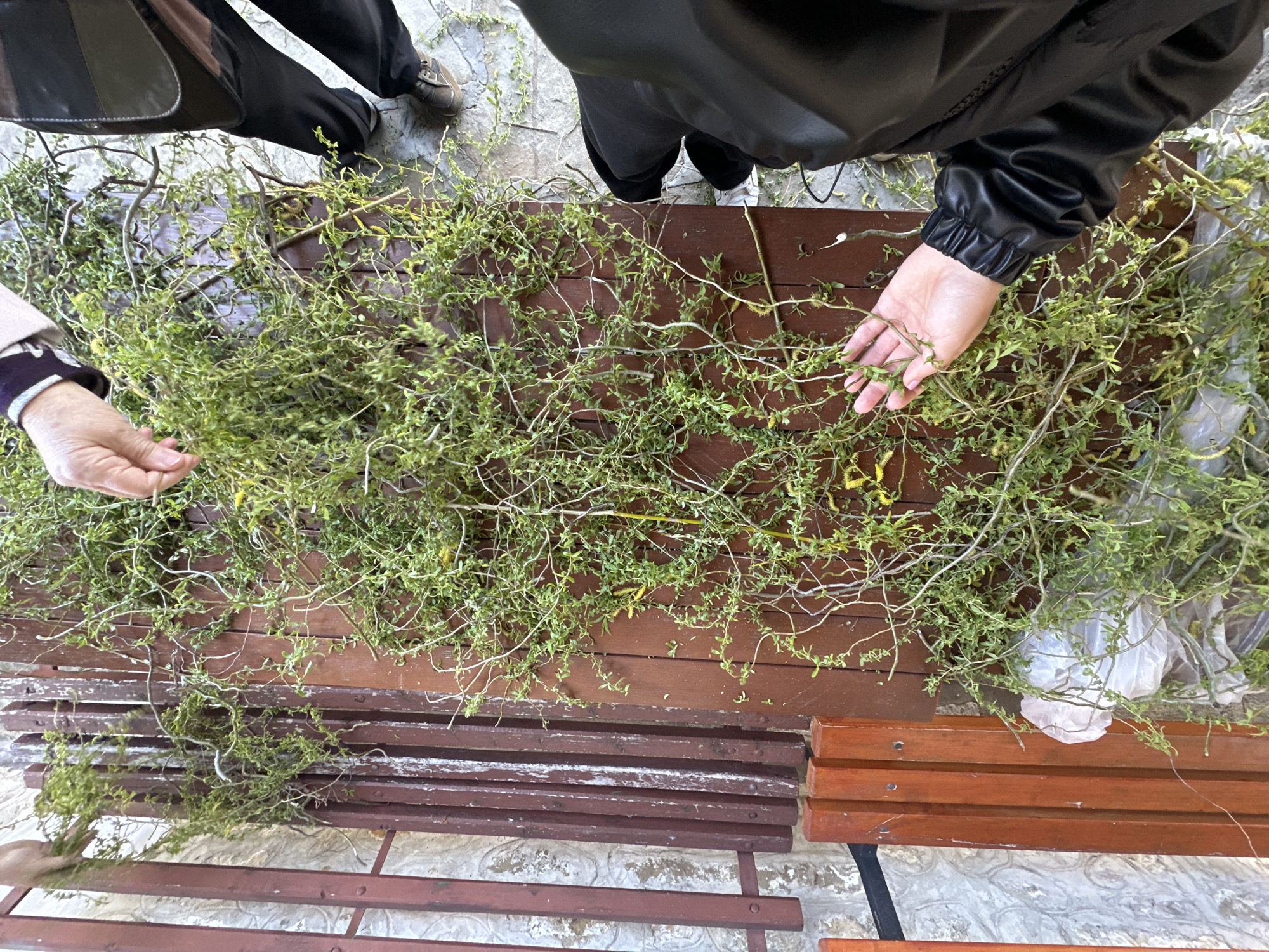 Spring morning scenes documented in historic Arbanassi village