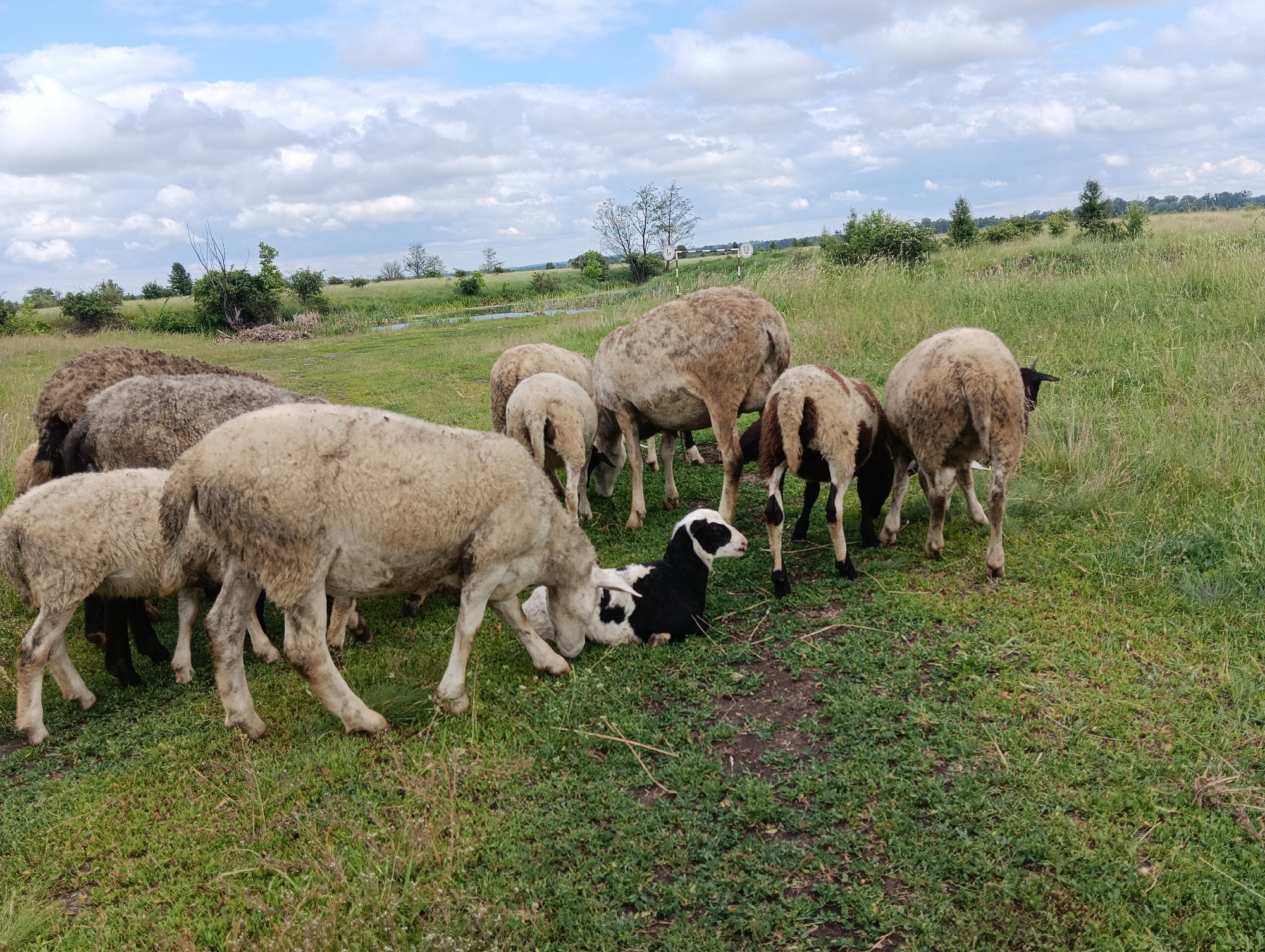Mixed flock of sheep and goat graze peacefully in field