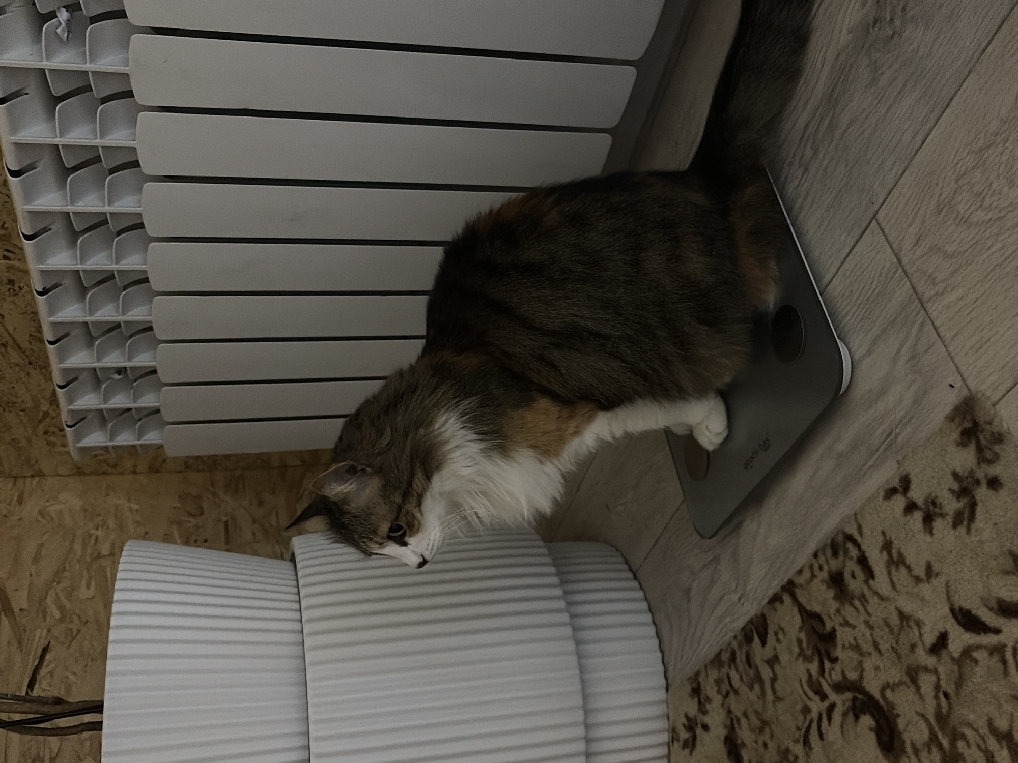 Cat lies on digital scale in Russian home