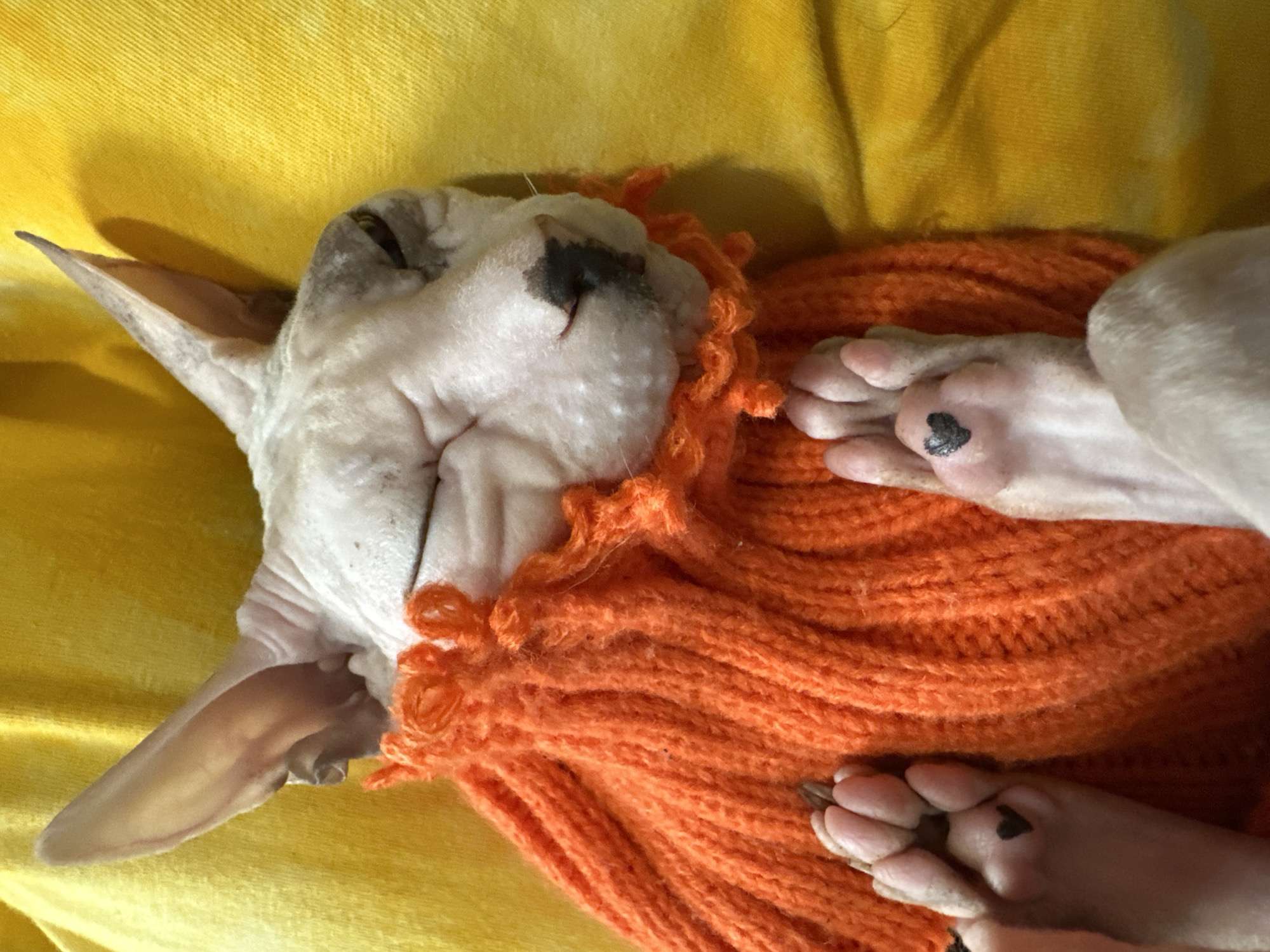 Sphynx cat in orange sweater poses on yellow fabric