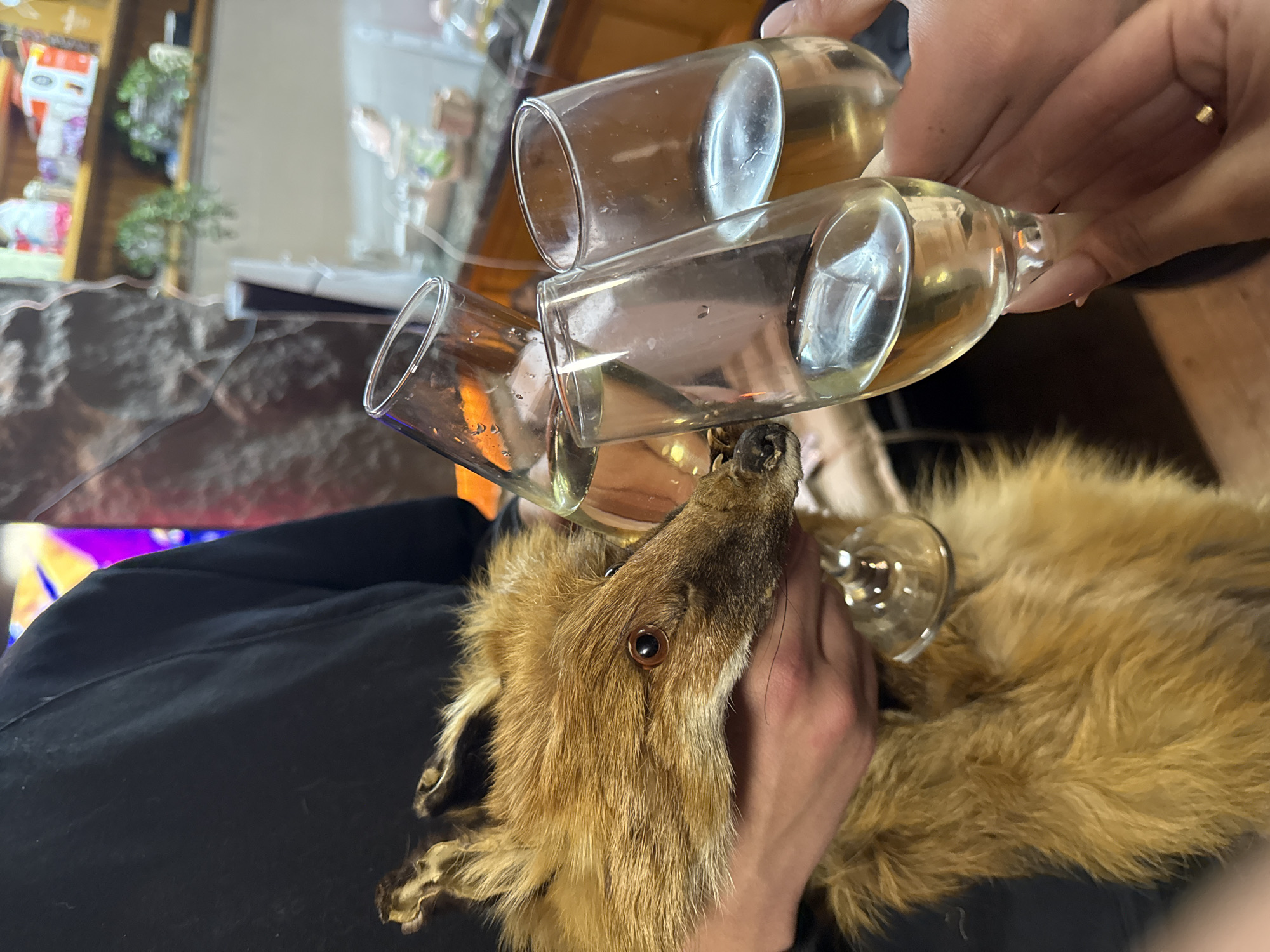 Person wears fur accessories at gathering with taxidermied animals