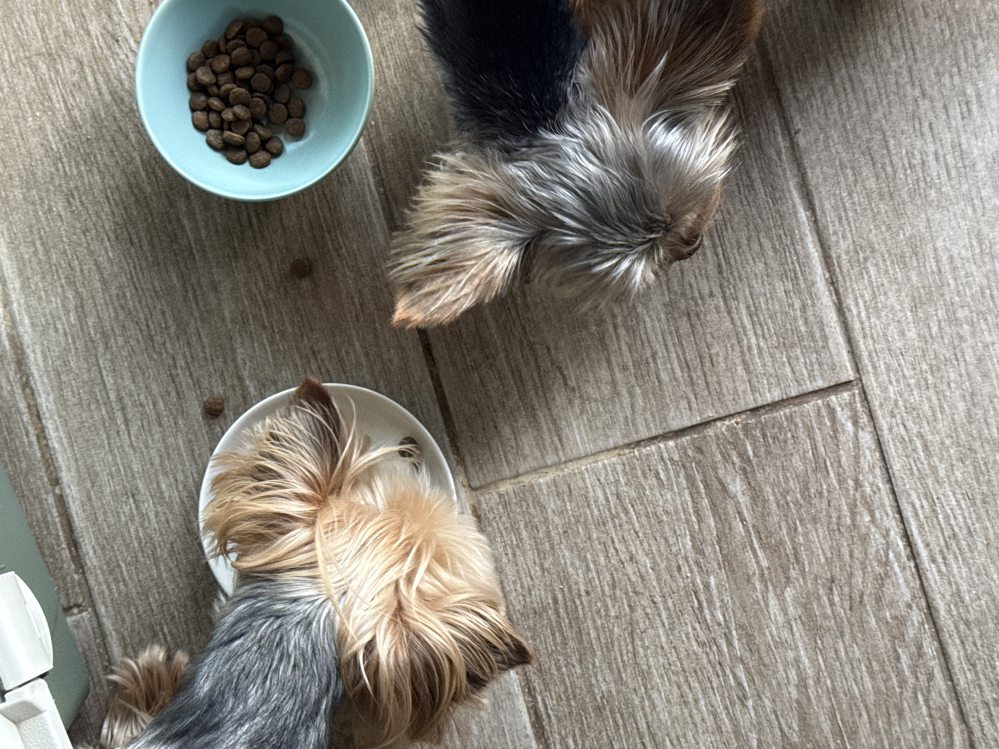 Two Yorkshire Terriers feed from separate bowls in Lipnik
