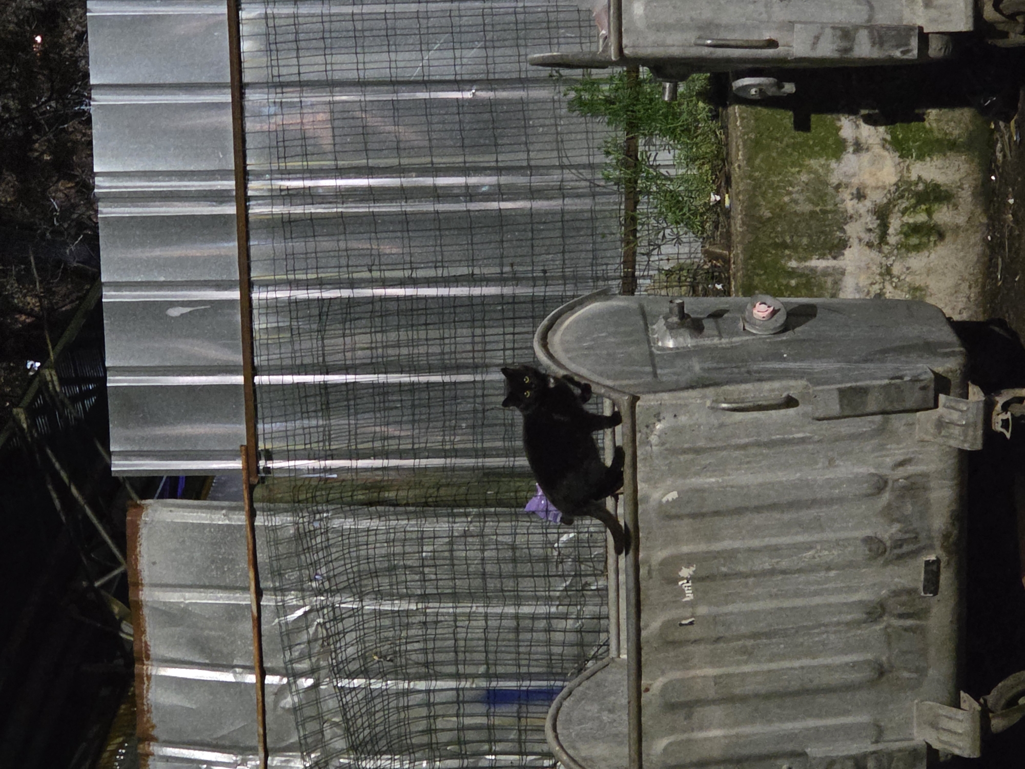Black cat spotted on trash container in Pleven, Bulgaria