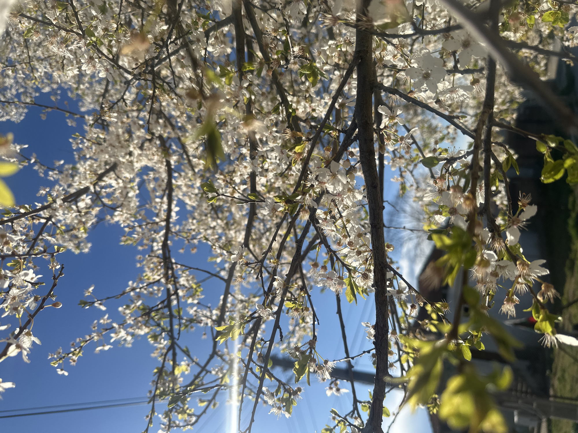 Spring blooms observed on tree in Kavarna, Bulgaria