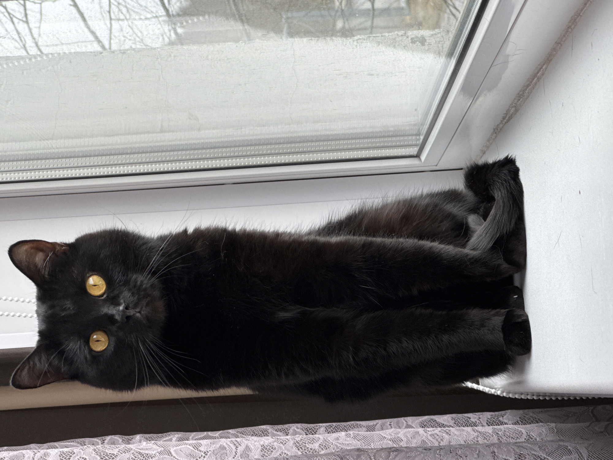 Black cat spotted on windowsill at Russian resort facility
