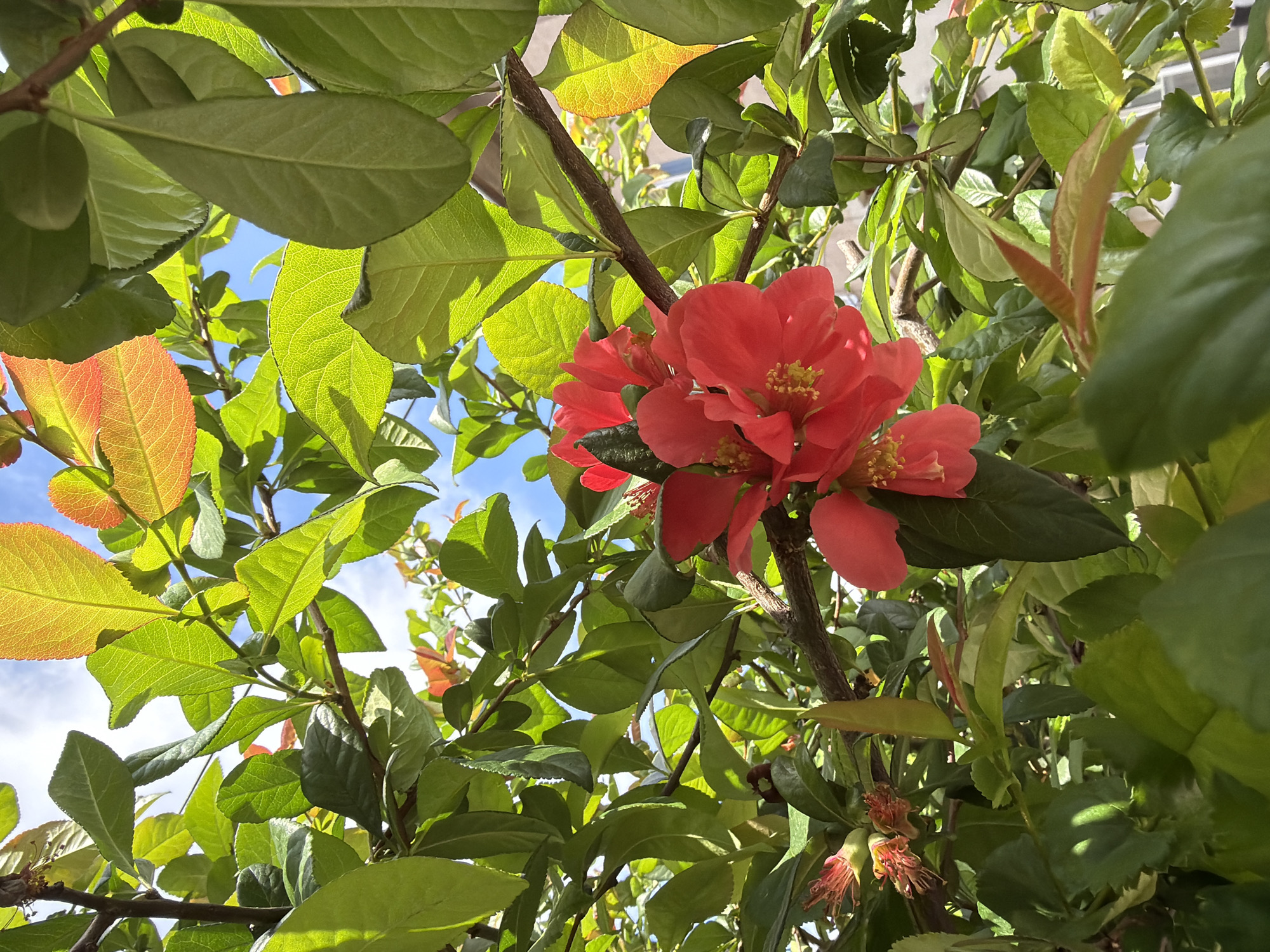 Morning walk captures blooming roses, historic sites in Sofia