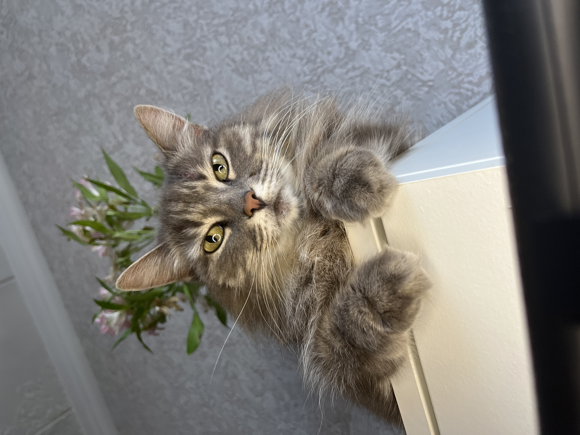 Gray Cat Spends Saturday Morning Around White Cabinet in Russia