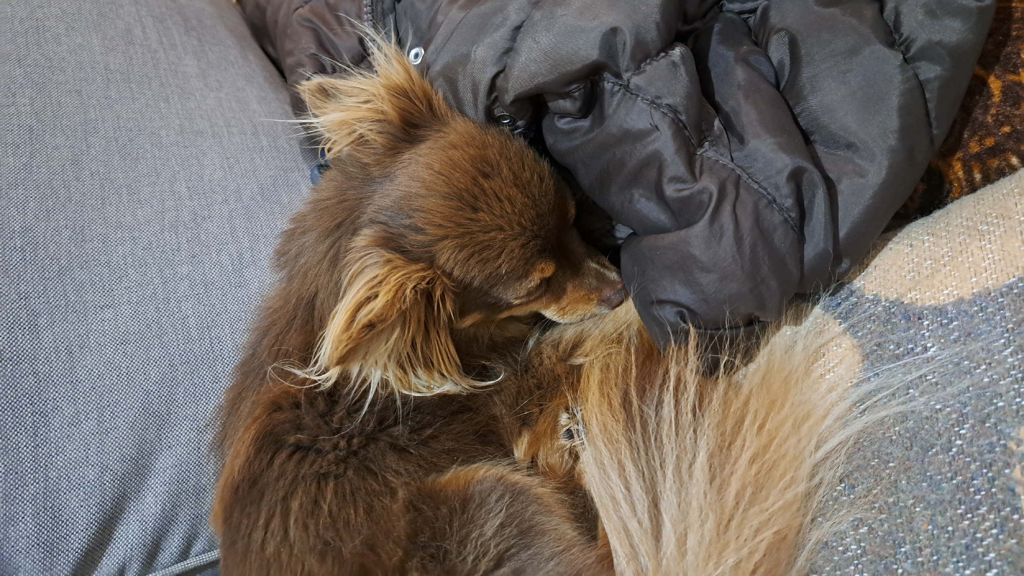 Small long-haired dog observed sleeping peacefully