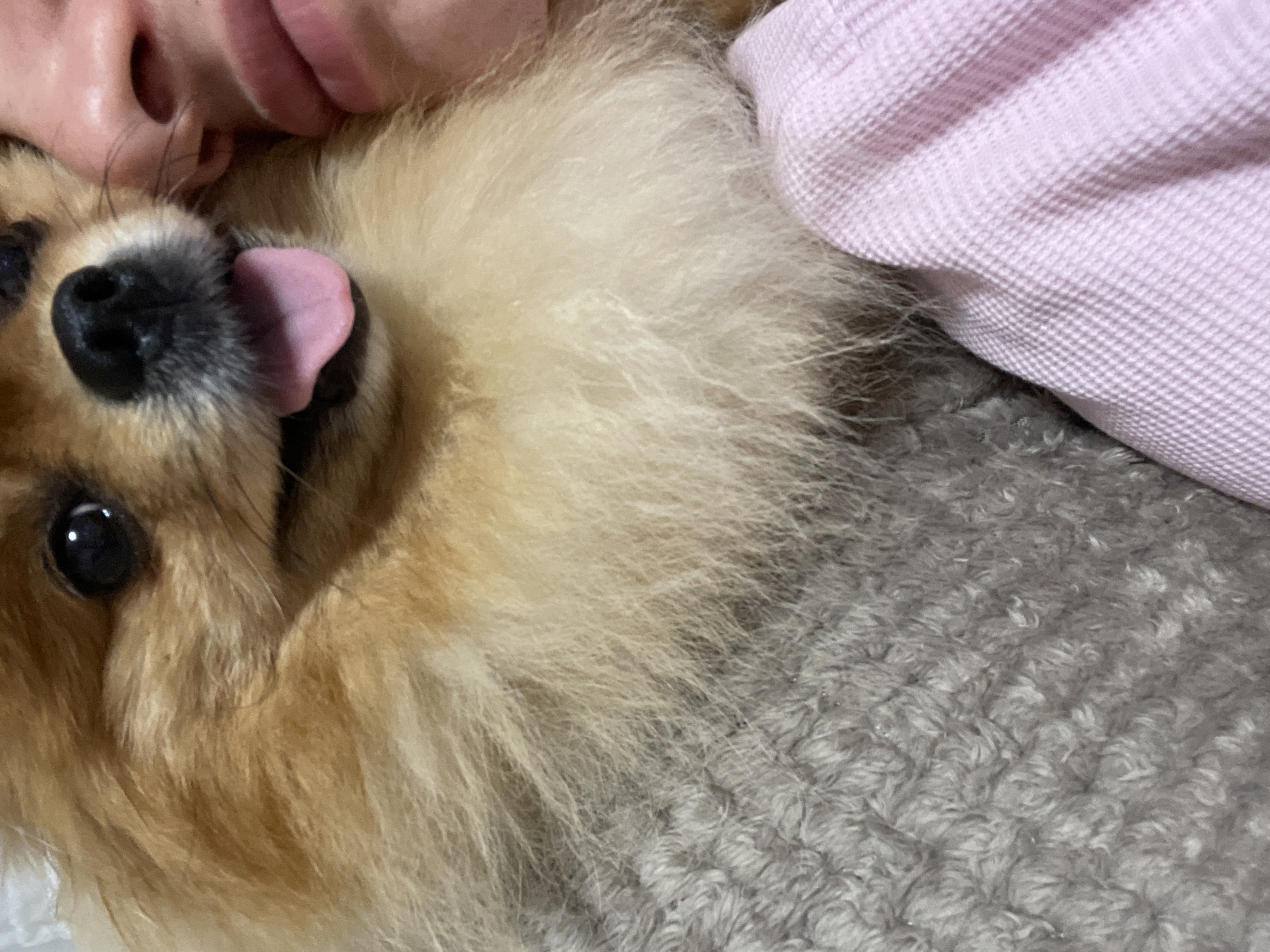 Pomeranian dog chills through a quick Blagoevgrad photo session