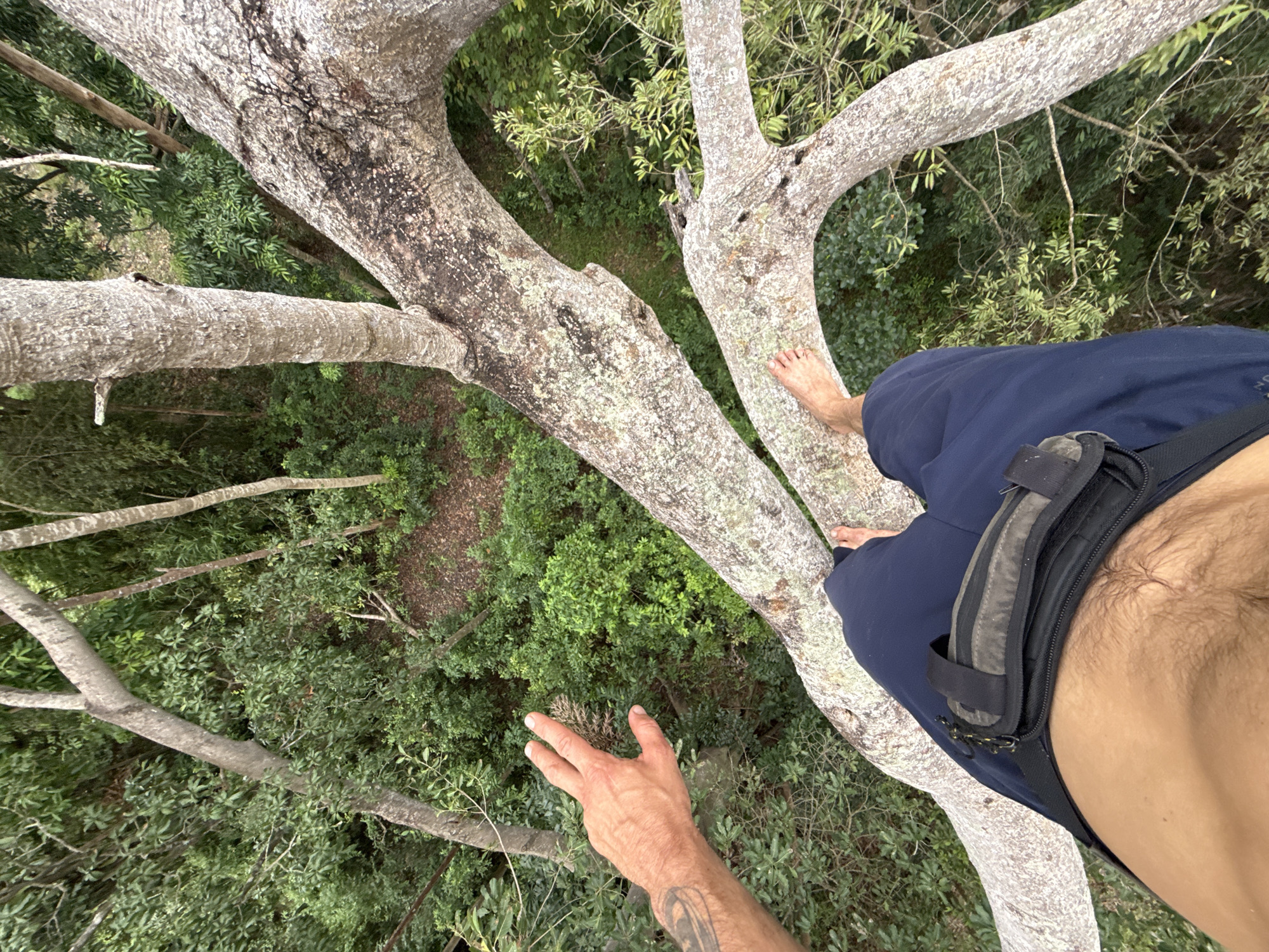 Man spotted barefoot on tree branch in Koh Phangan