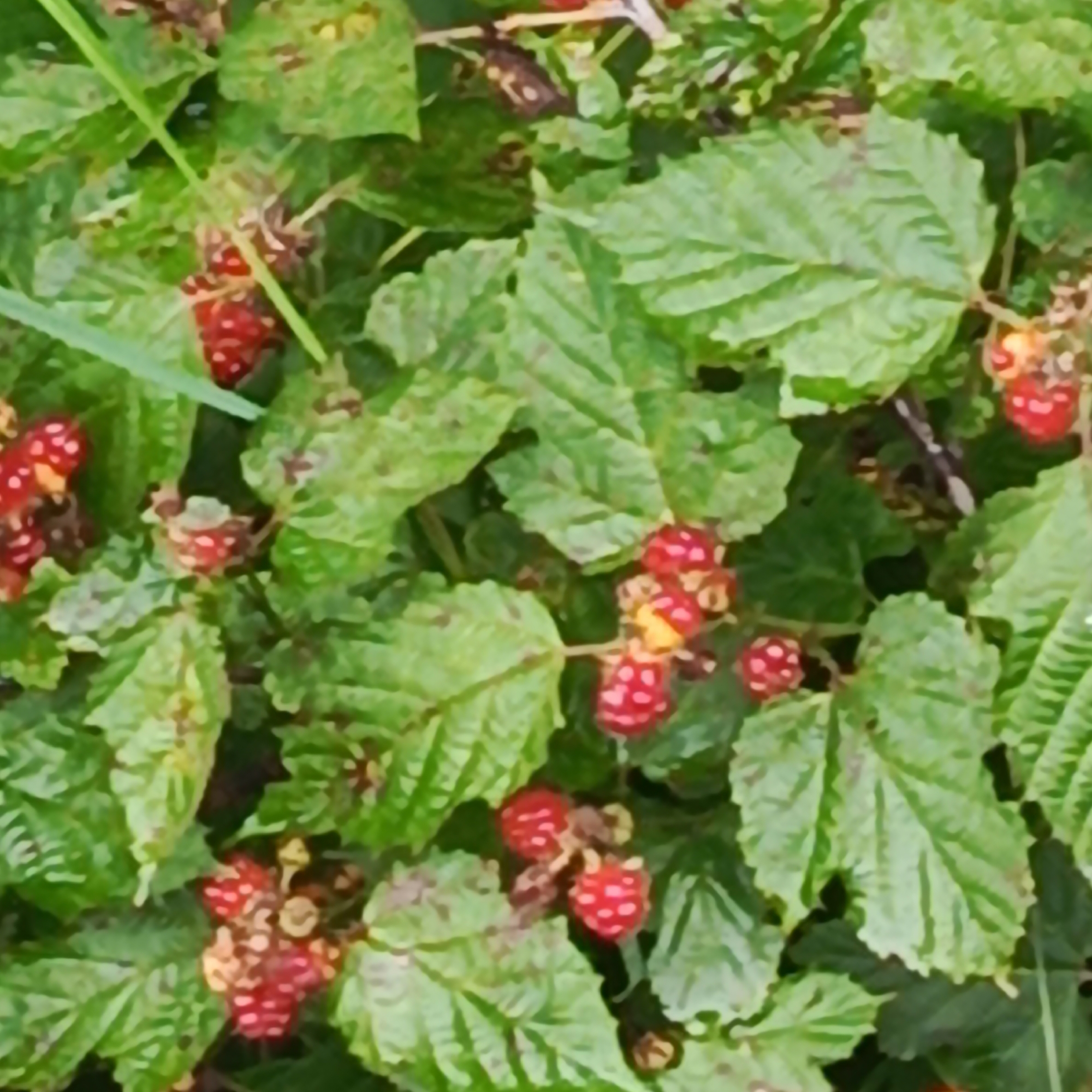 Rainy day out: roadside drive, wild berries, and summer blooms