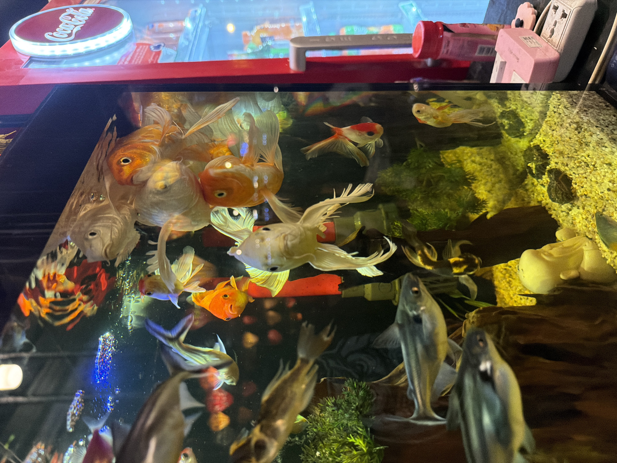 Restaurant aquarium display documented in Đà Nẵng, Vietnam