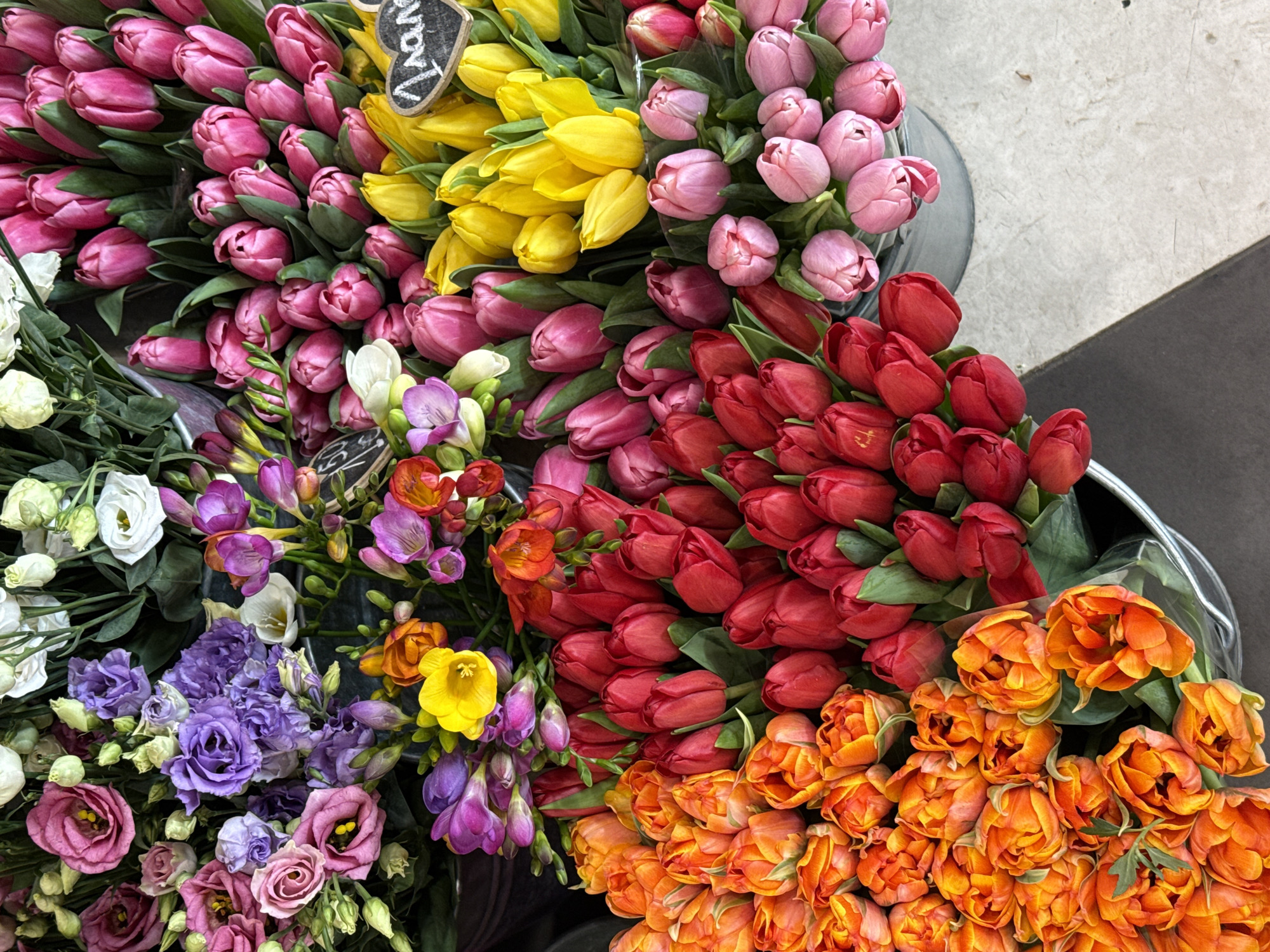 Morning scenes: flower market and street cat encounter in Plovdiv