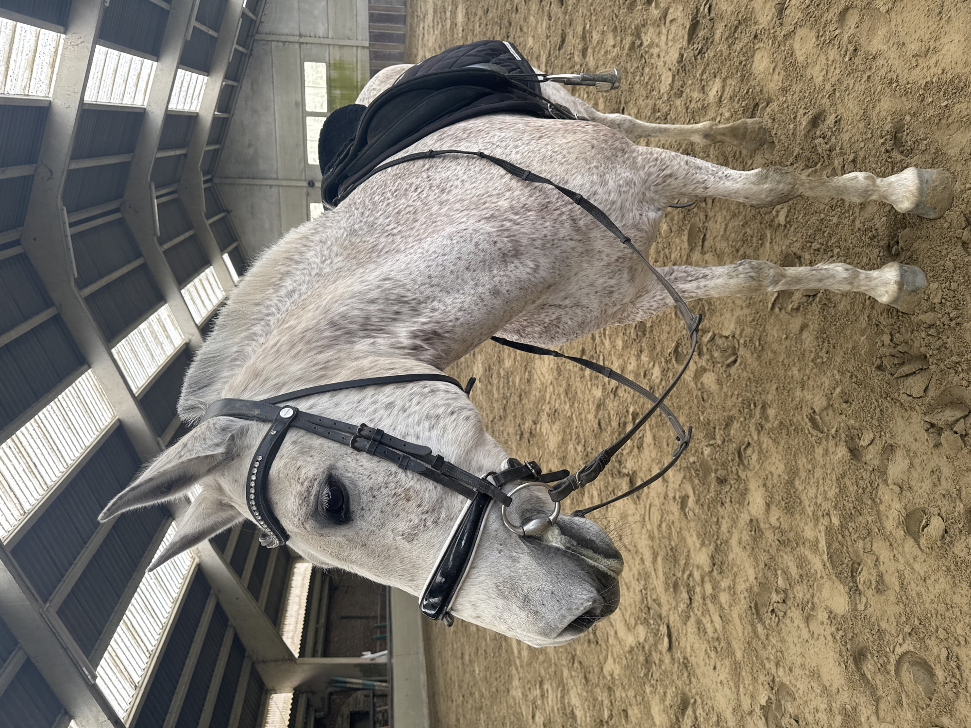 Horse riding session captured at indoor arena in Belgium