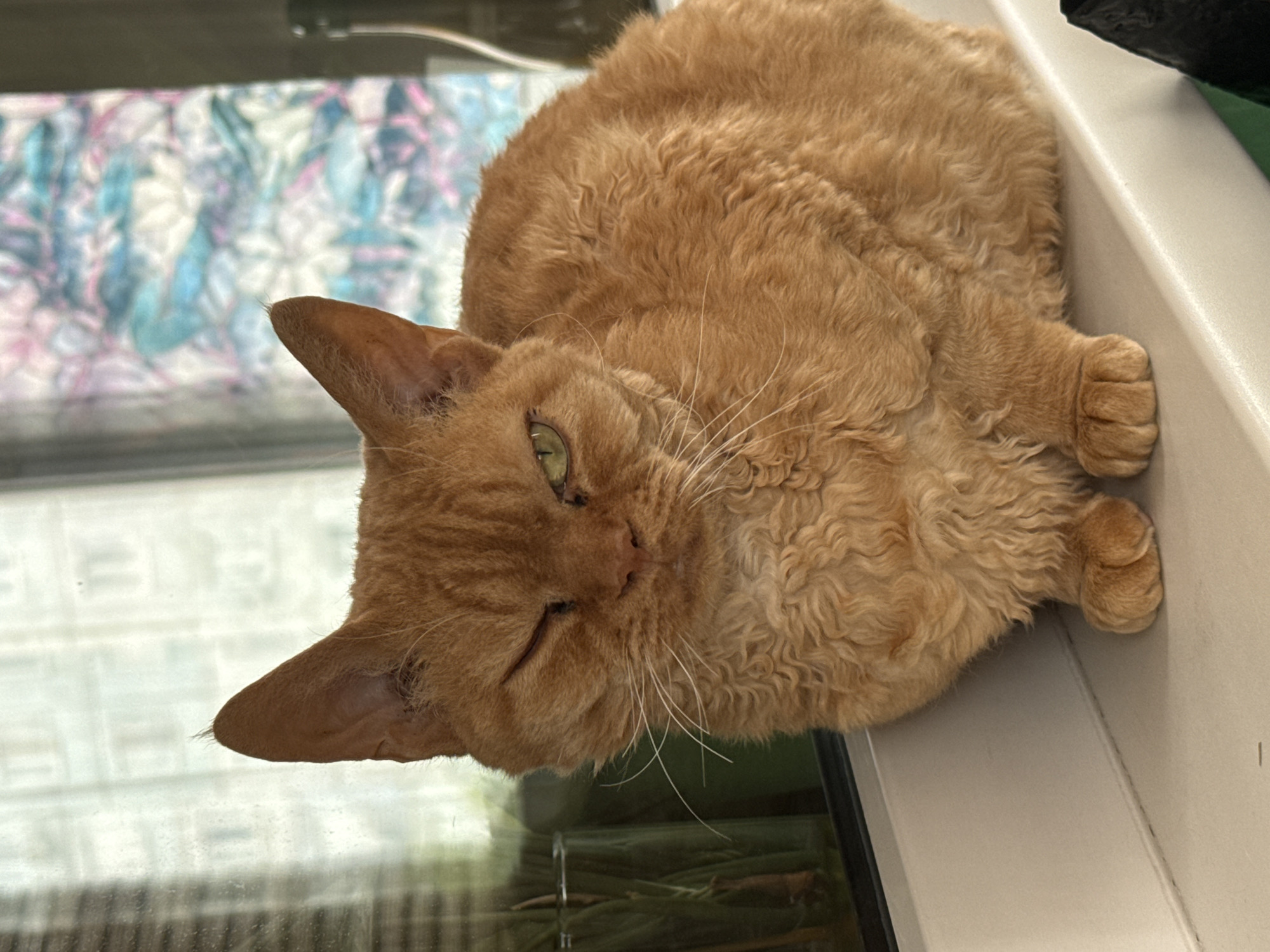 Orange cats spotted across Krasnoyarsk homes during morning hours