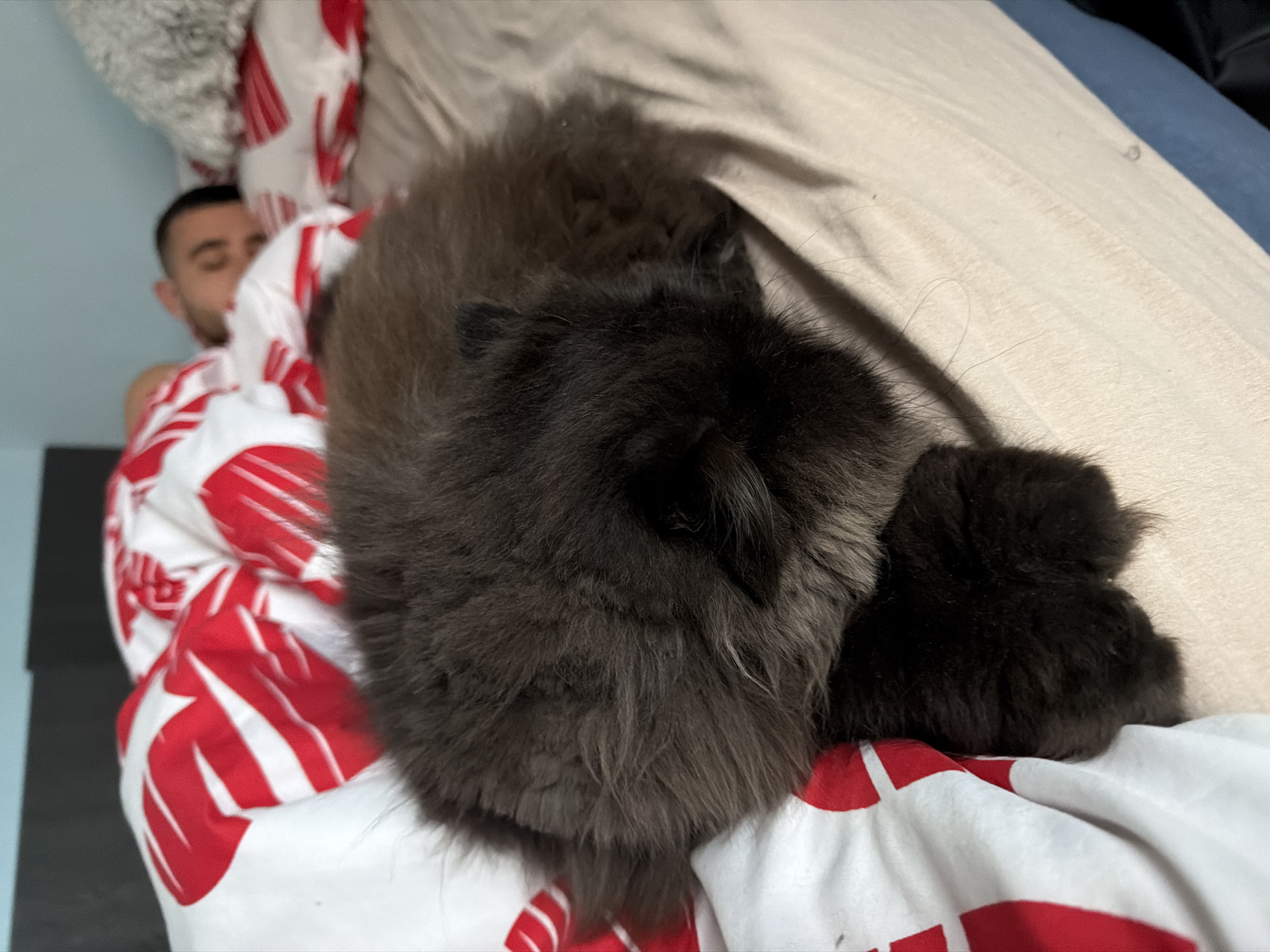 Man and cat share quiet moment in Bulgarian bedroom