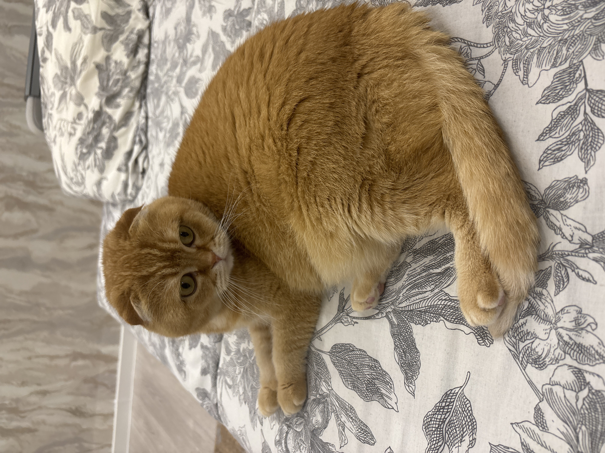 Ginger Scottish Fold cat relaxing and posing at home