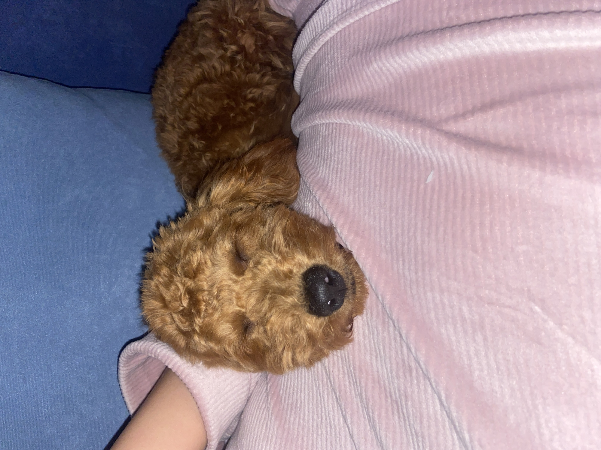Evening home relaxation with poodle companion in Montenegro